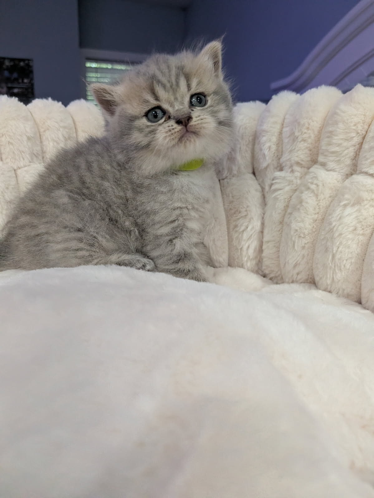 Scottish Fold and Straights image 4