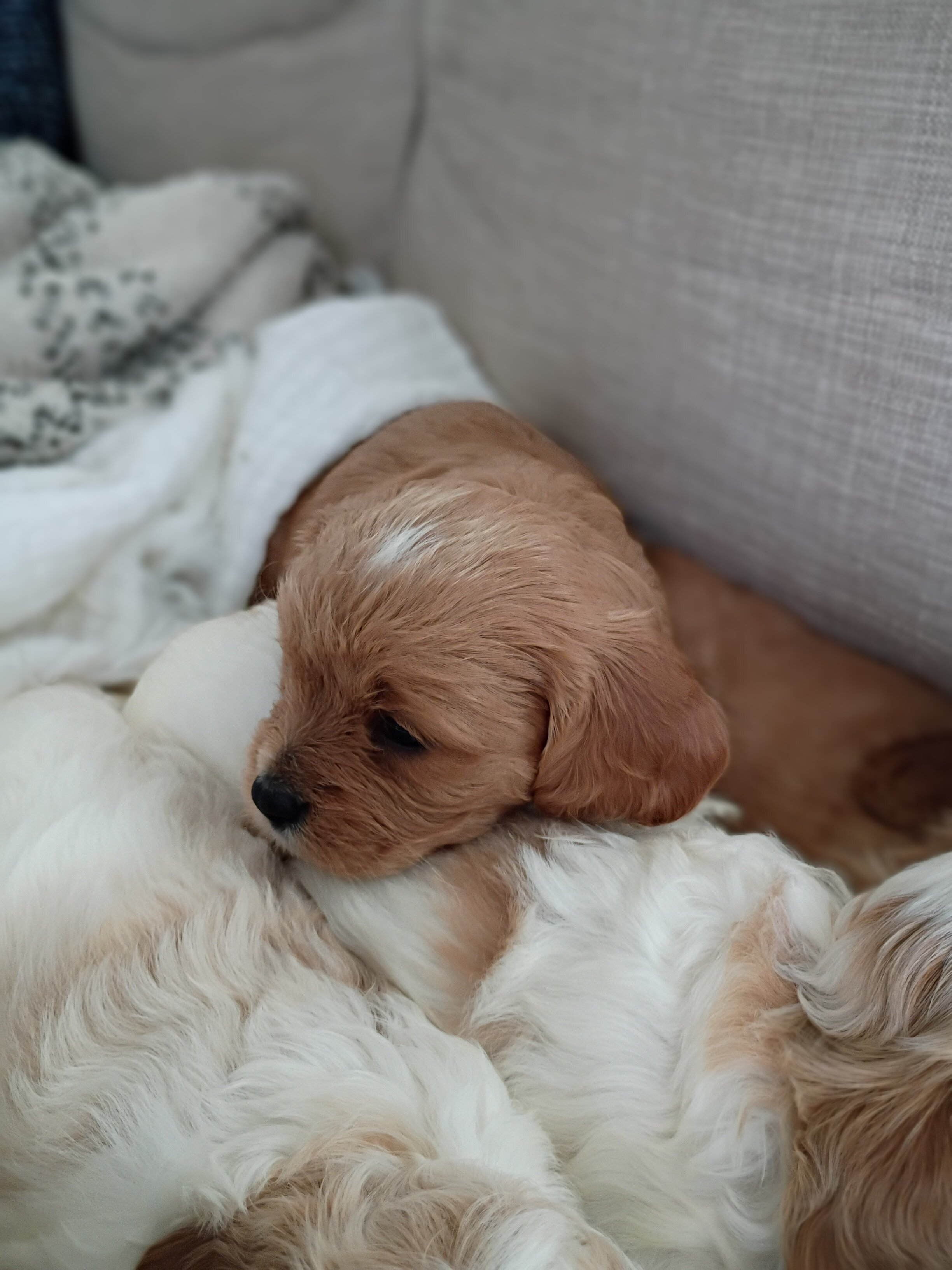 Cavapoo puppies image 2