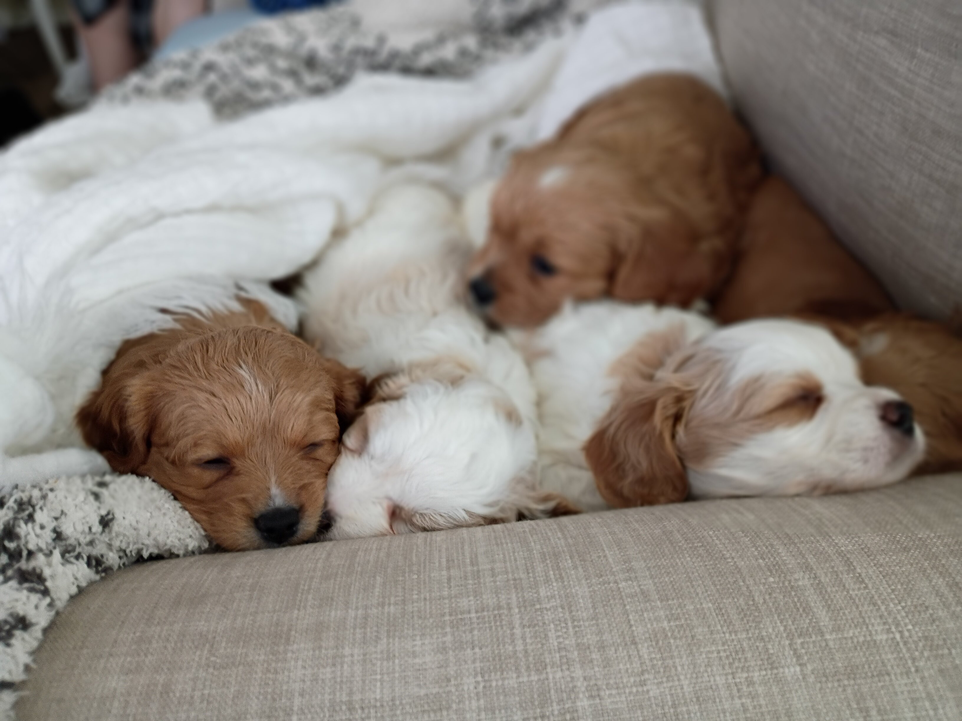 Cavapoo puppies image 1