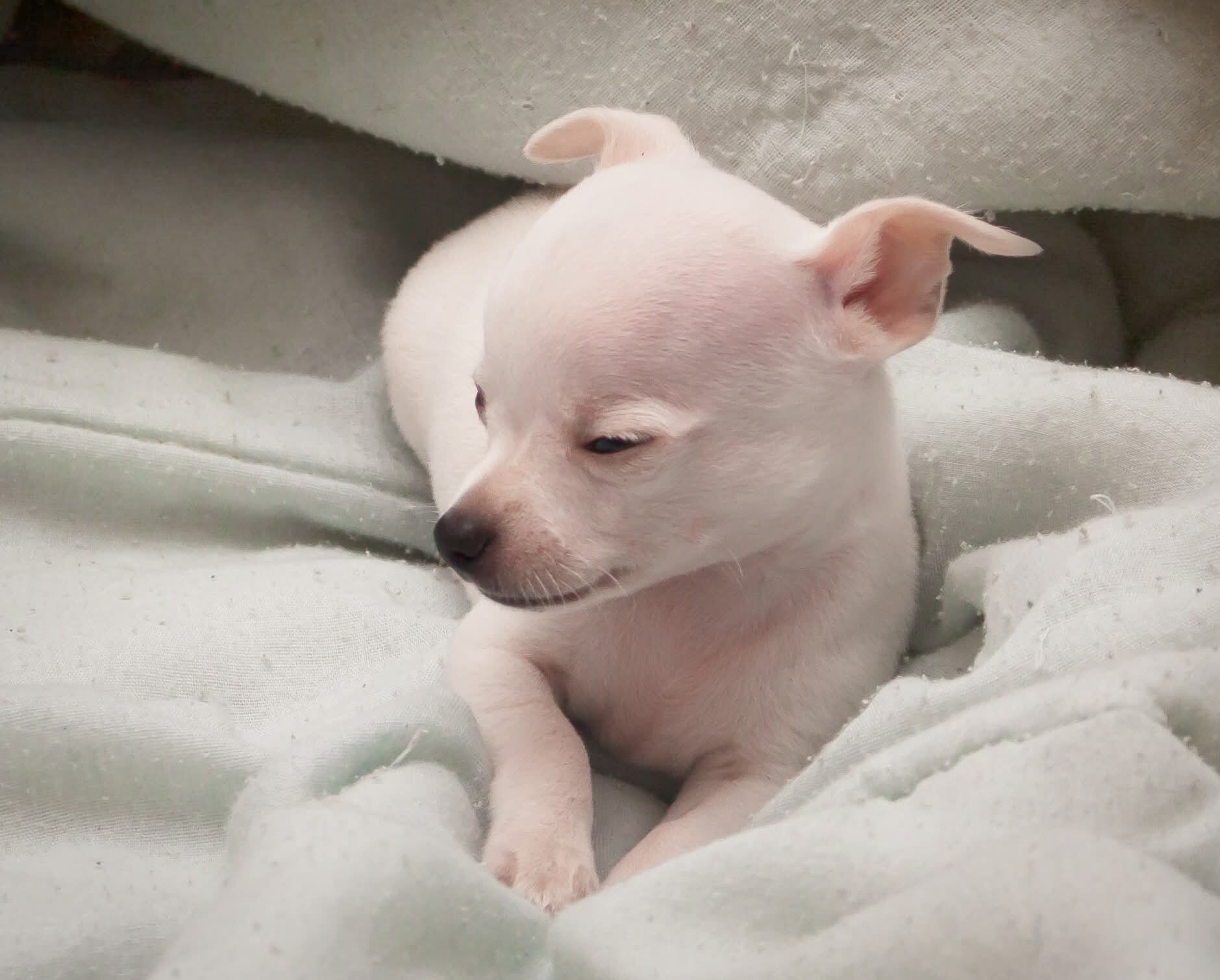 Chihuahua for adoption image 1