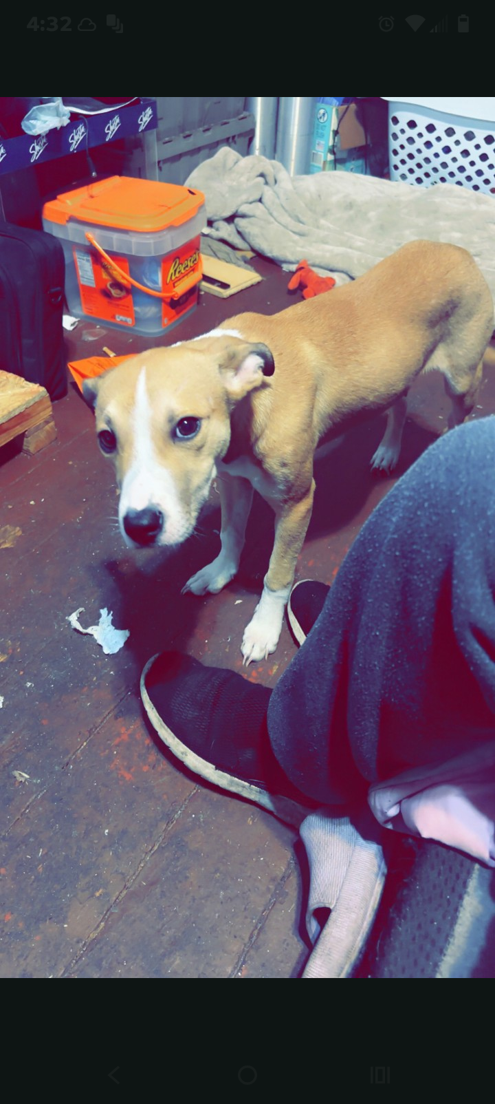 PLEASE HELP THESE INNOCENT PUPPIES ADOPT US image 3