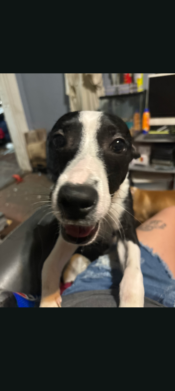 PLEASE HELP THESE INNOCENT PUPPIES ADOPT US image 2