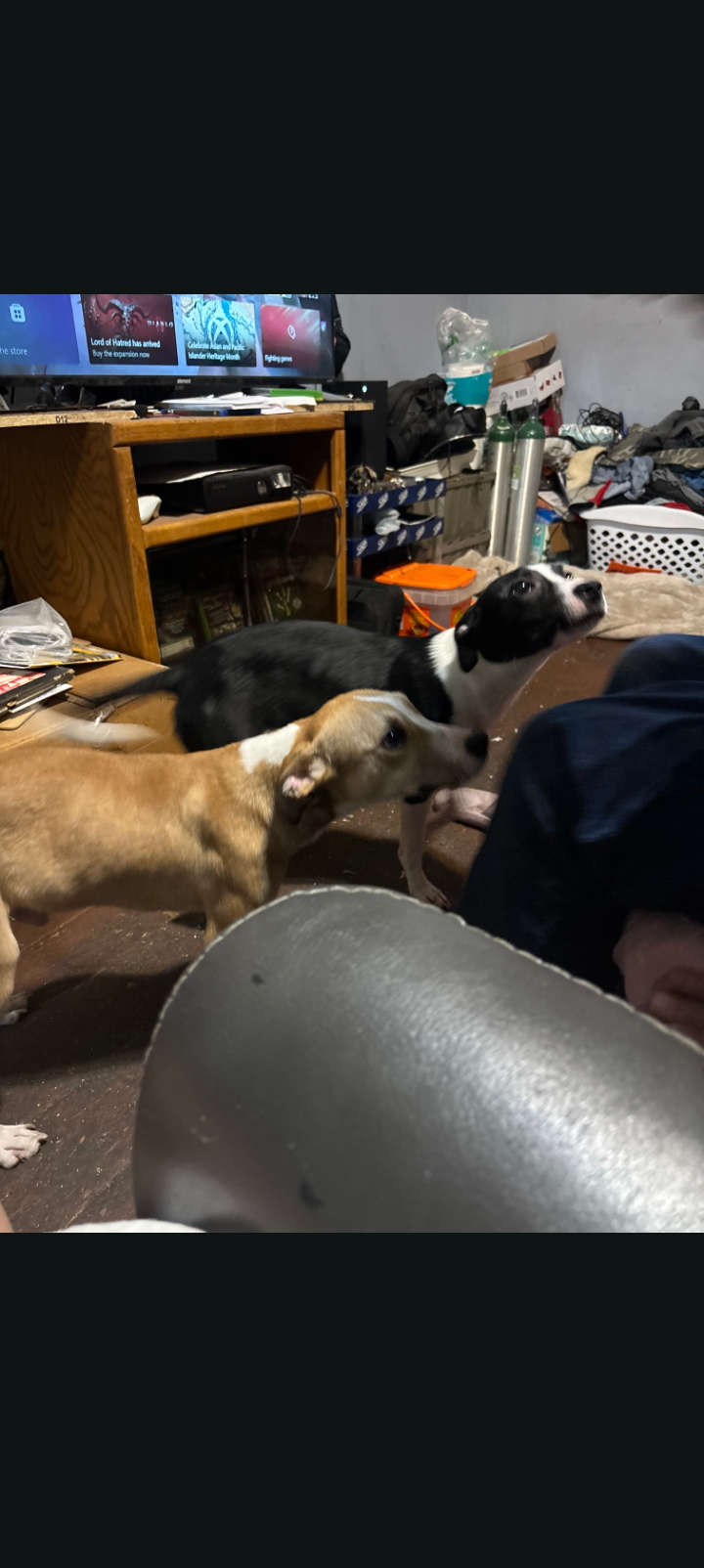 PLEASE HELP THESE INNOCENT PUPPIES ADOPT US image 1