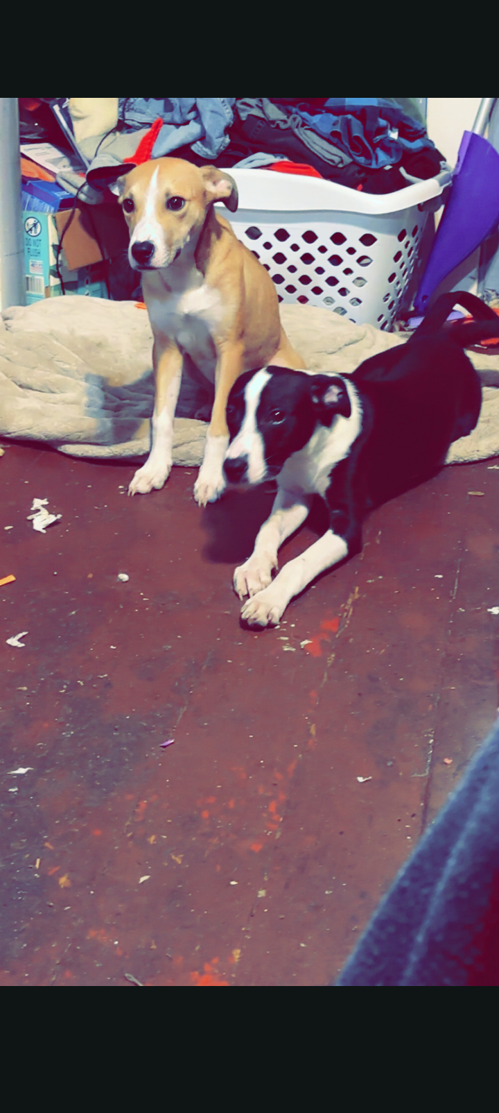 PLEASE HELP THESE INNOCENT PUPPIES ADOPT US image 4