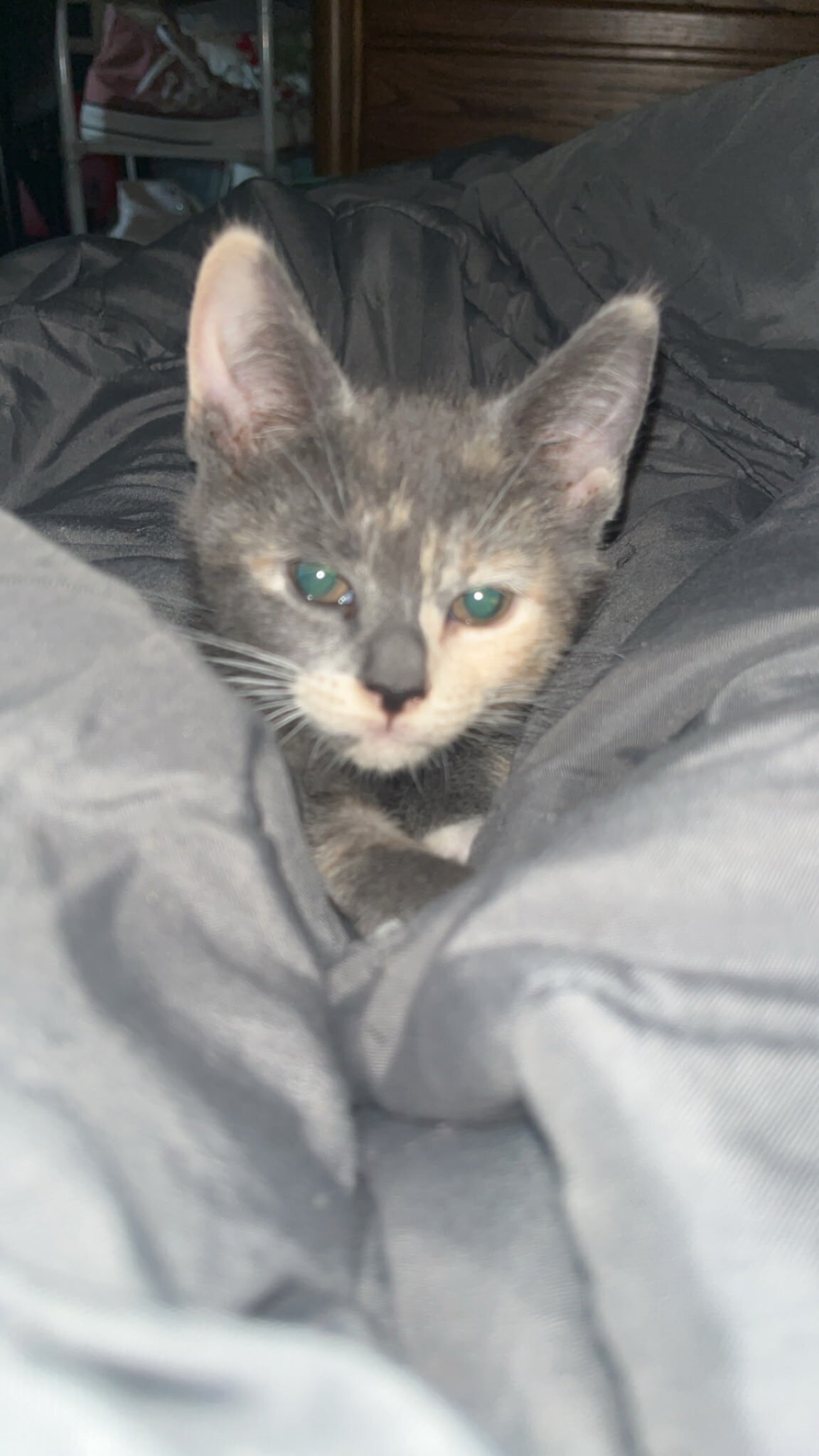 Diluted Calico Rare Kittens image 1