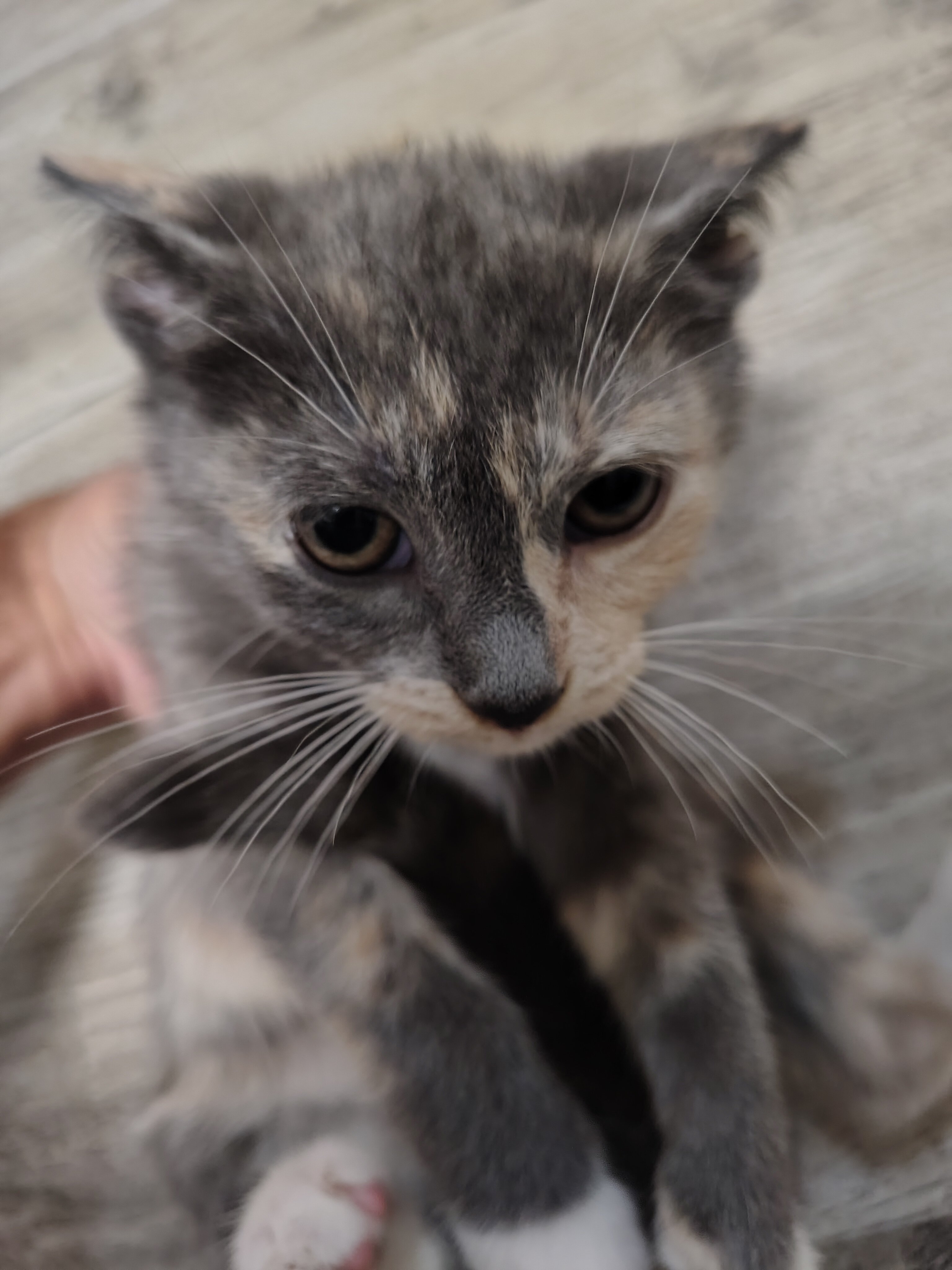 Diluted Calico Rare Kittens image 3
