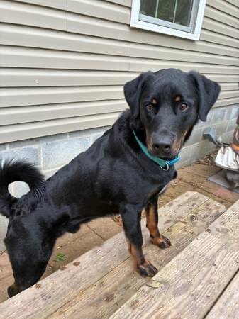 1  1/2 Year old Male Dog image 1
