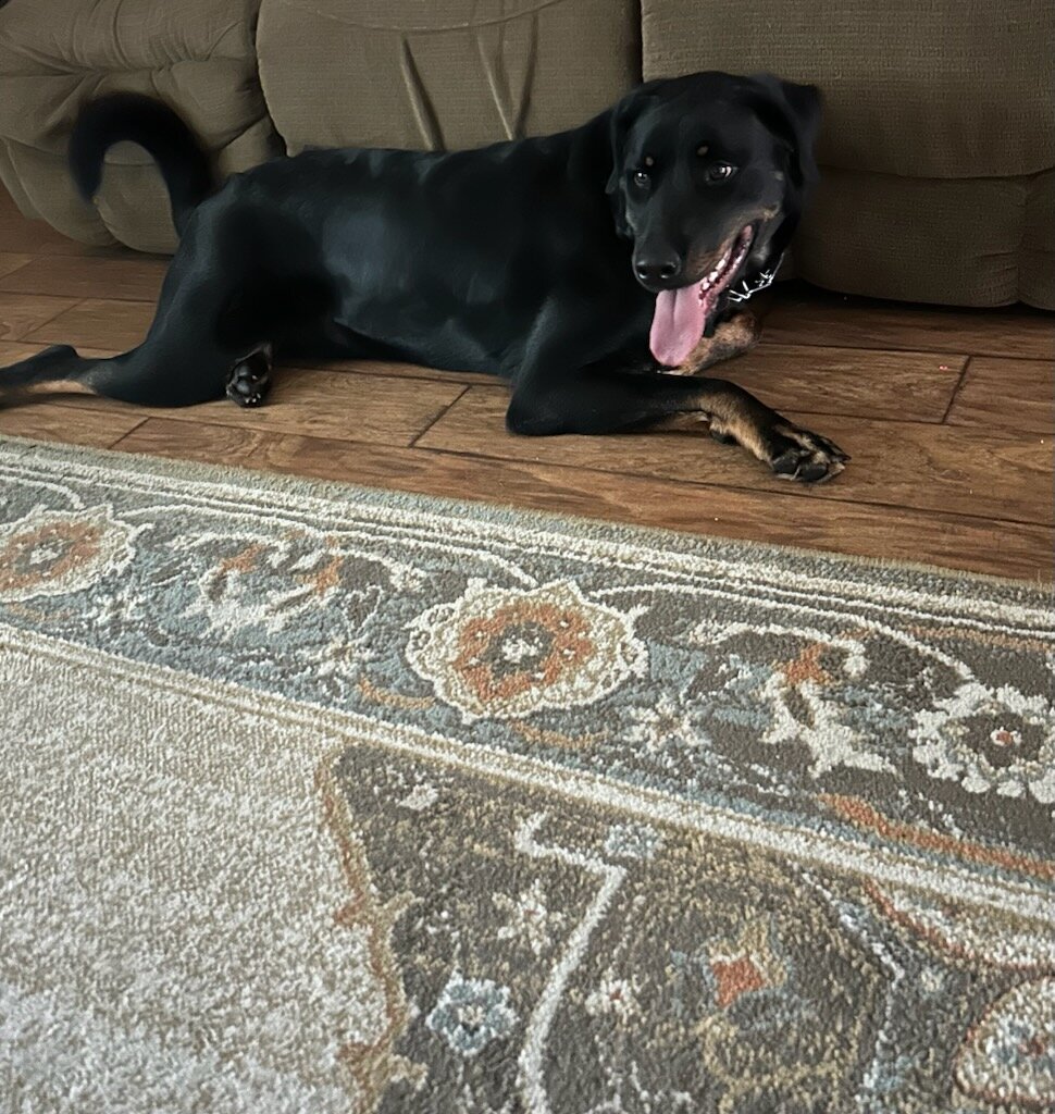 1  1/2 Year old Male Dog image 2