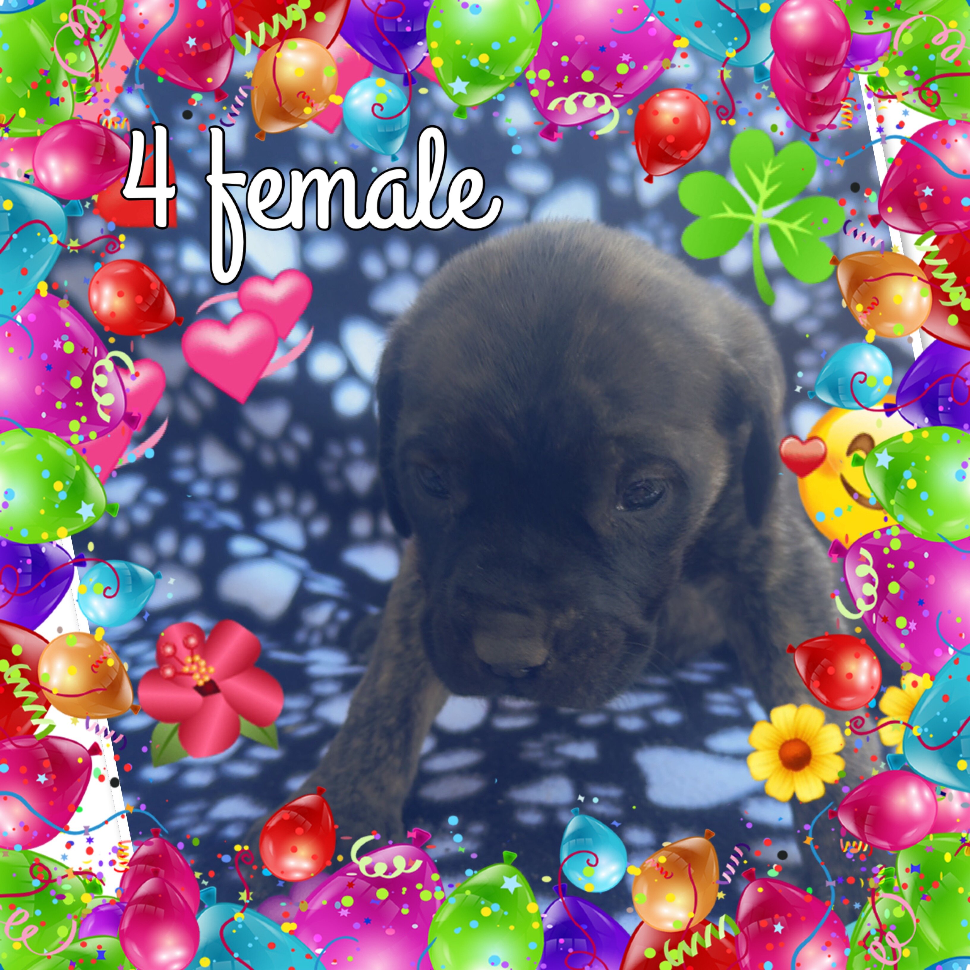 English Mastiff puppies image 2