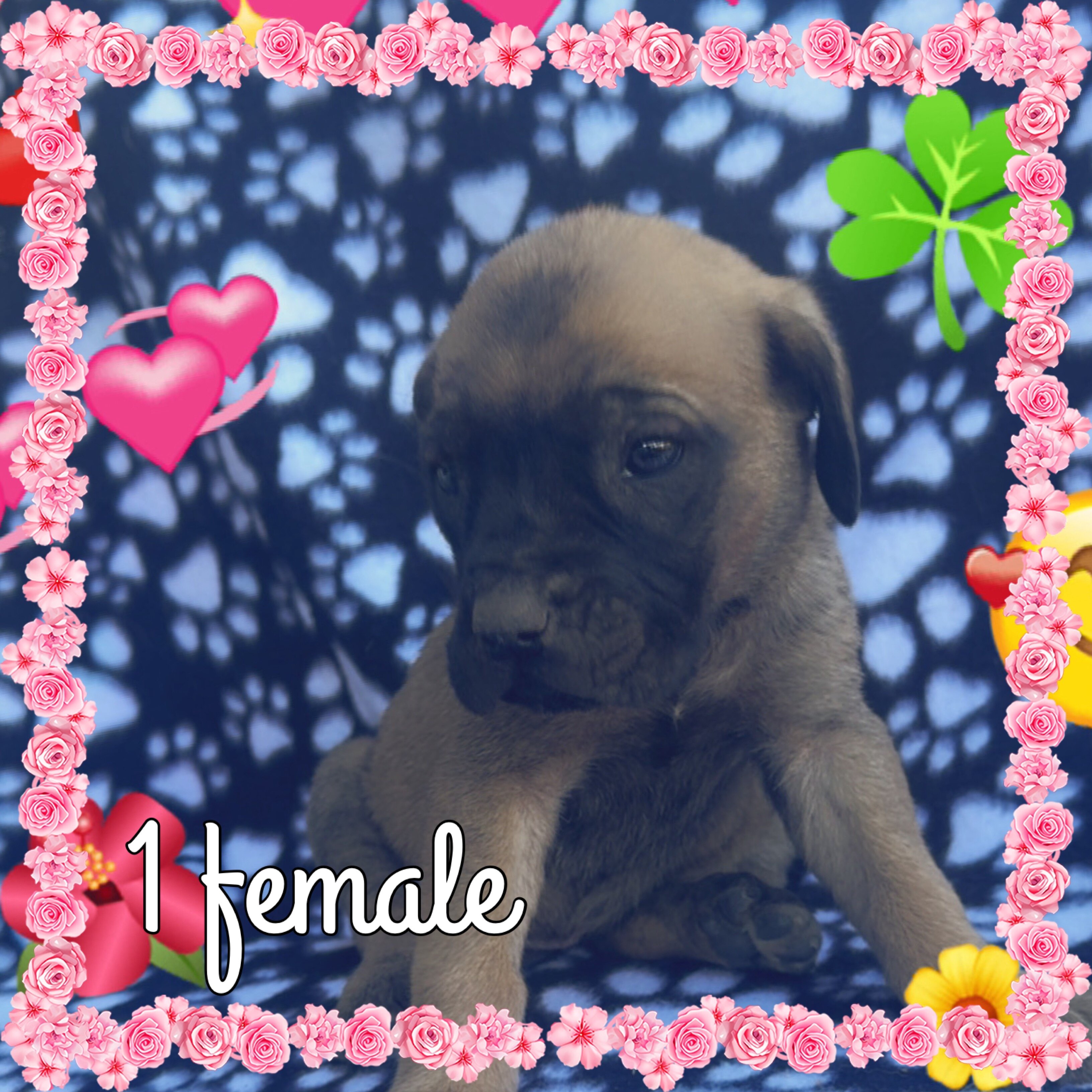 English Mastiff puppies image 3