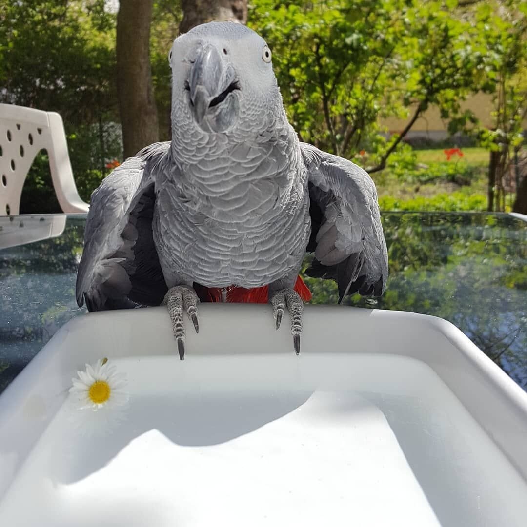 African grey parrot image 5