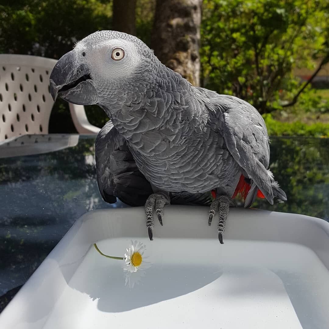 African grey parrot image 4