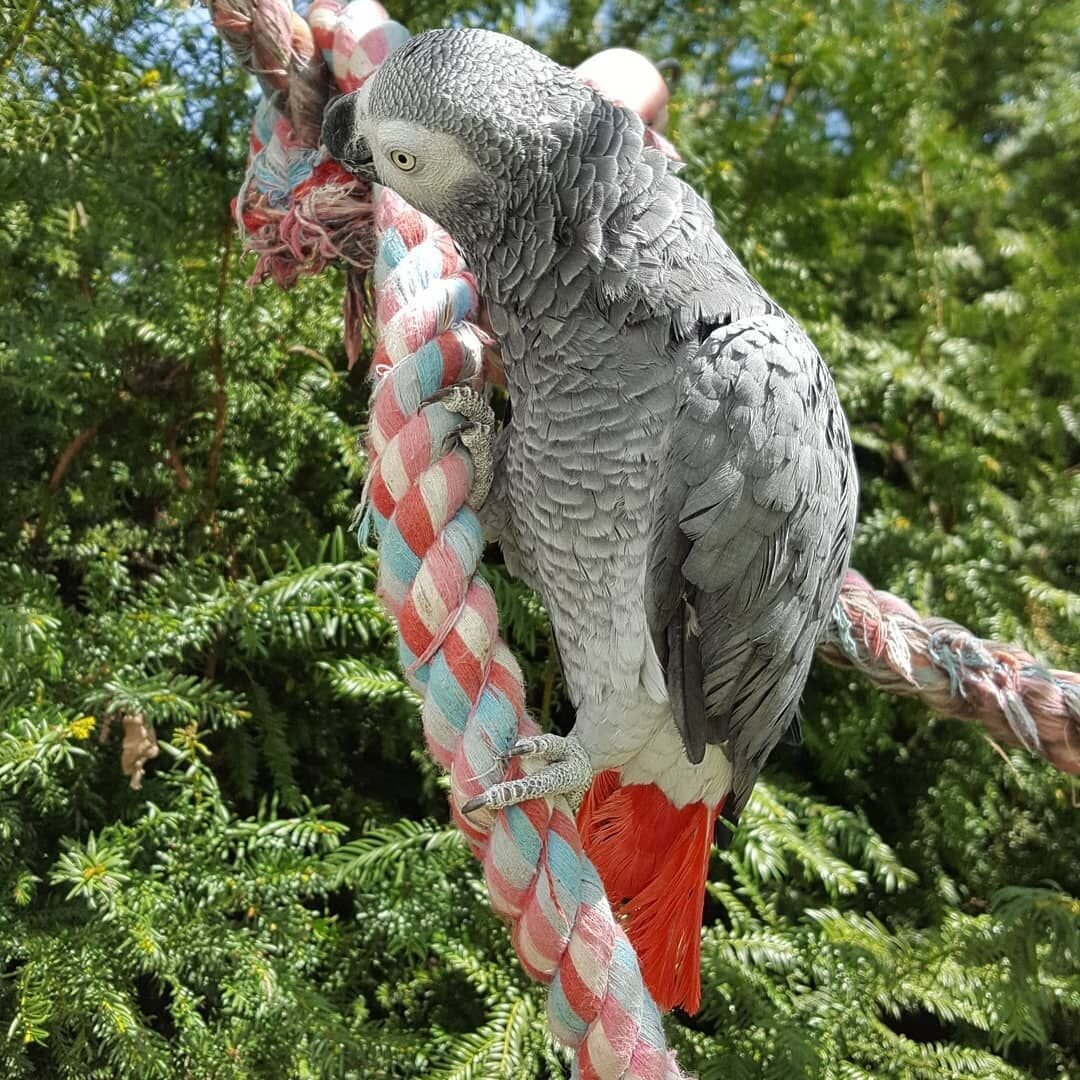 African grey parrot image 3