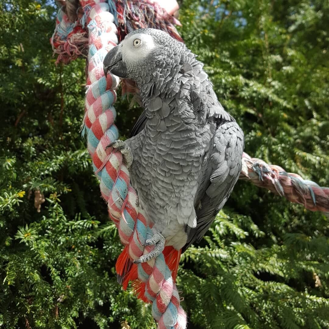 African grey parrot image 2