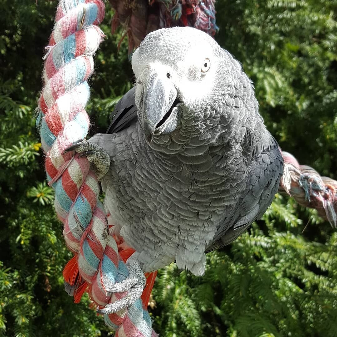 African grey parrot image 1