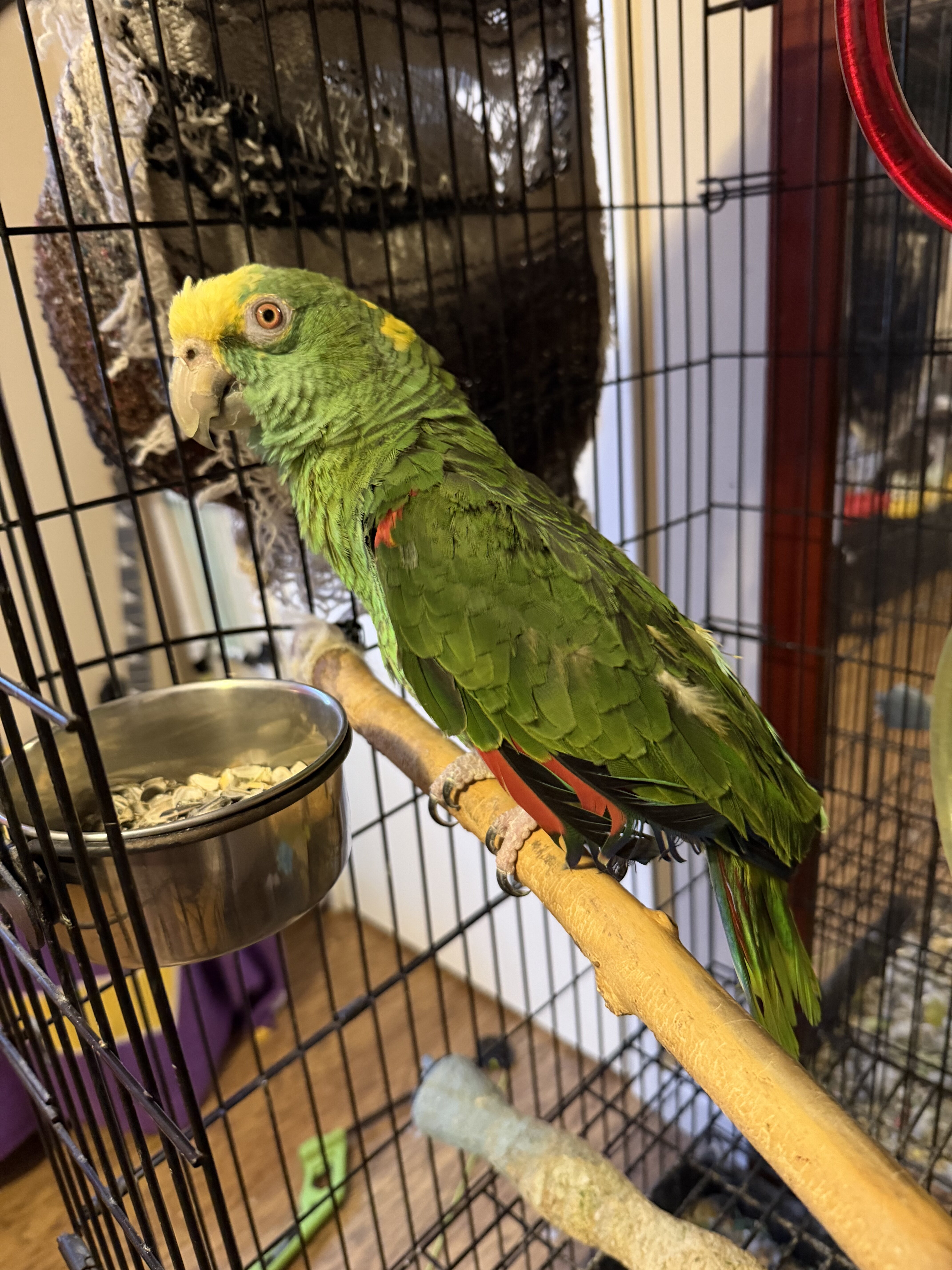 Double Yellow Headed Parrot & Large Cage image 1