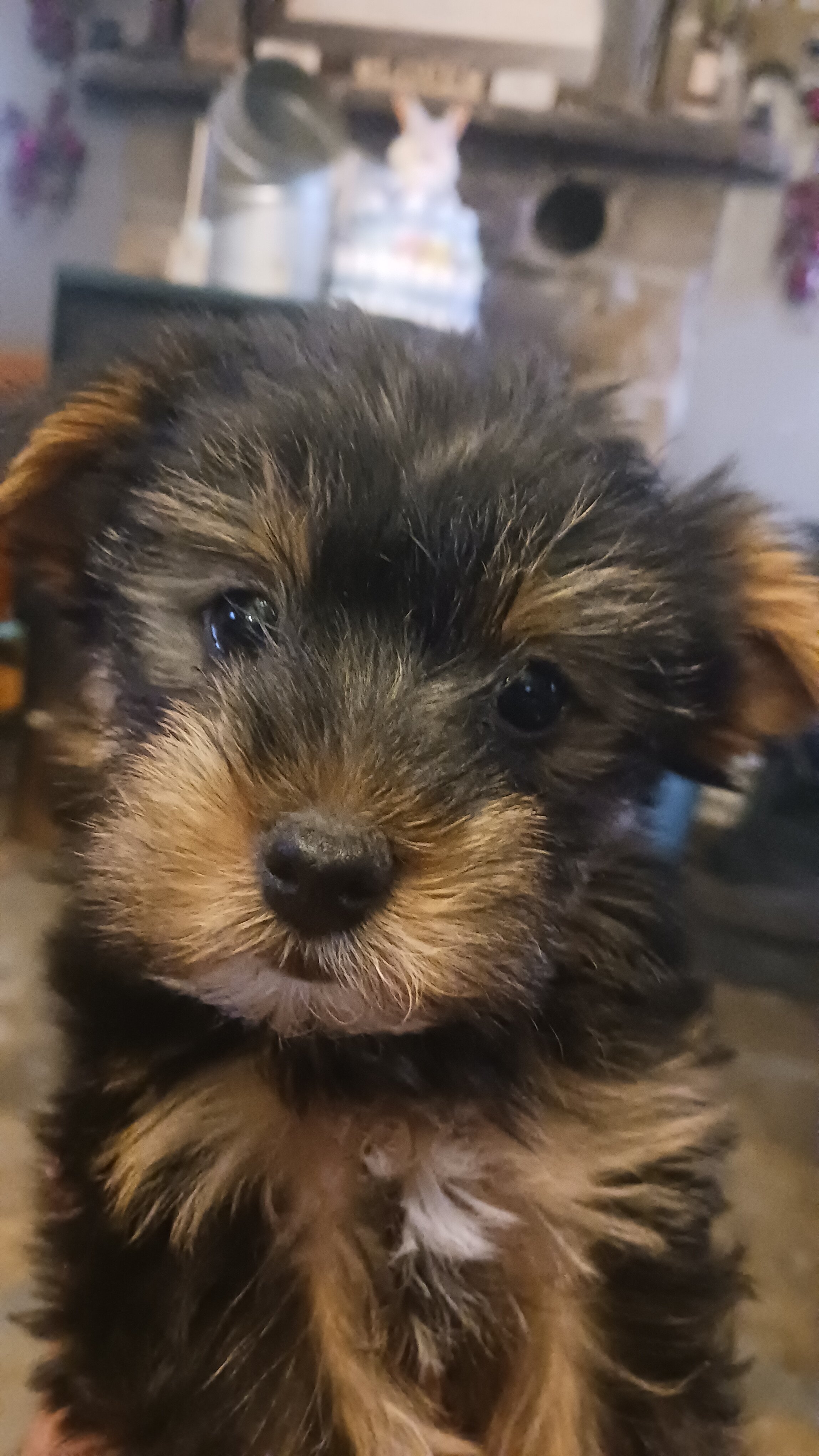 Yorkie puppys image 2