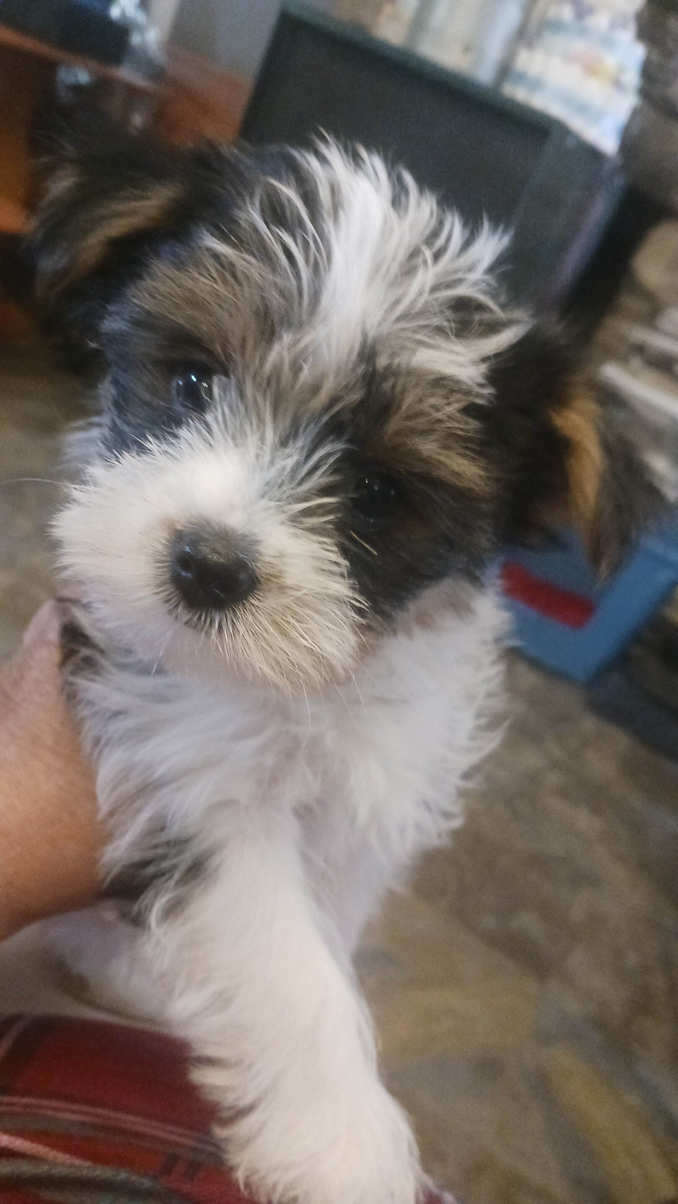 Yorkie puppys image 1