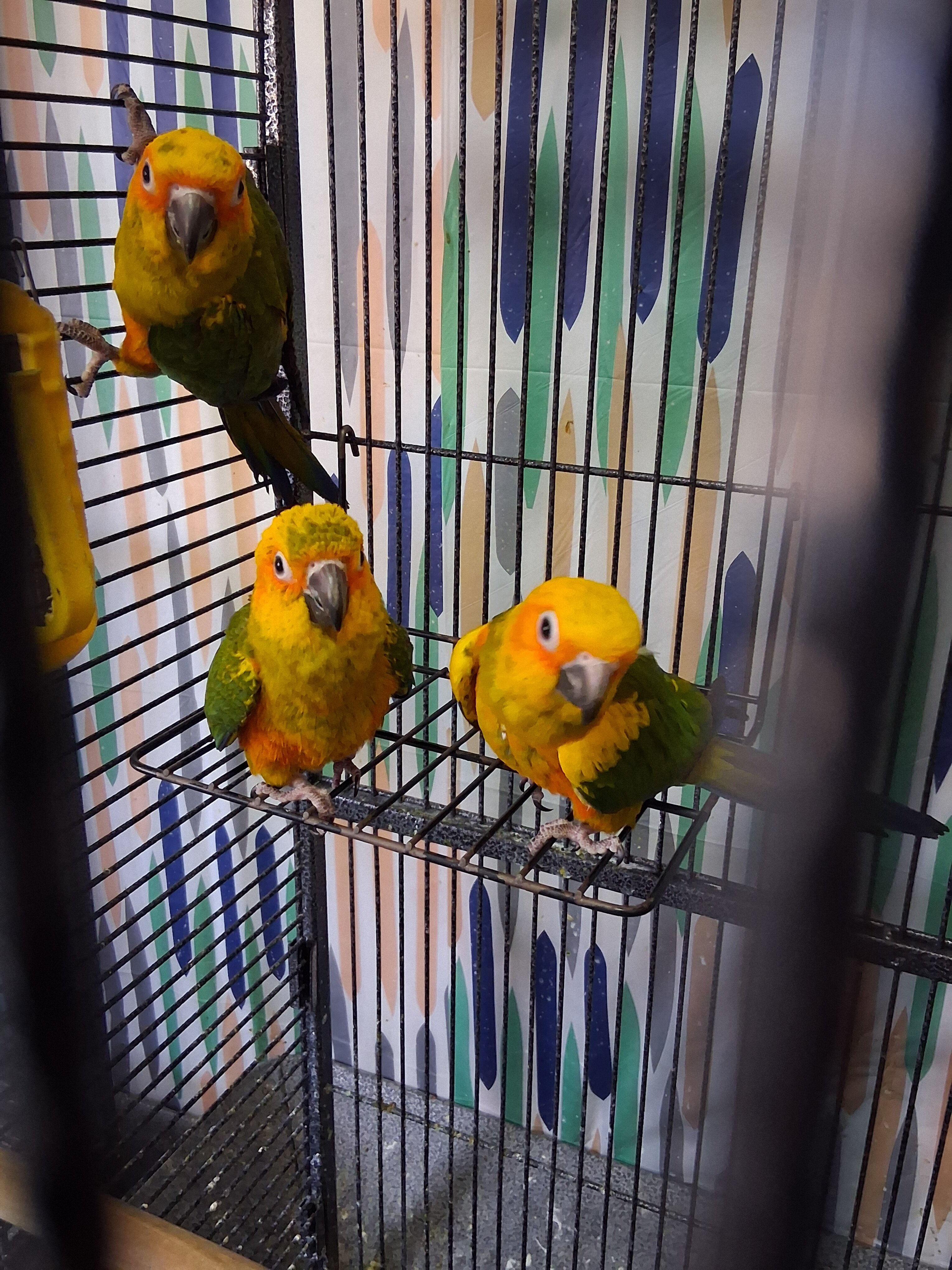 Sun Conure image 1