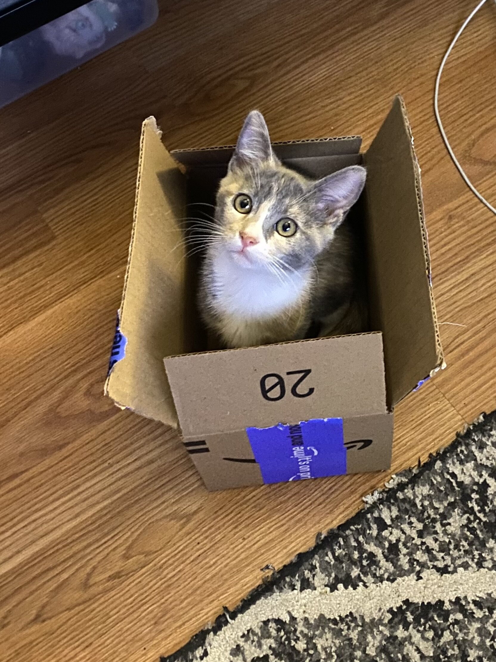 4 Kittens Need Home image 2