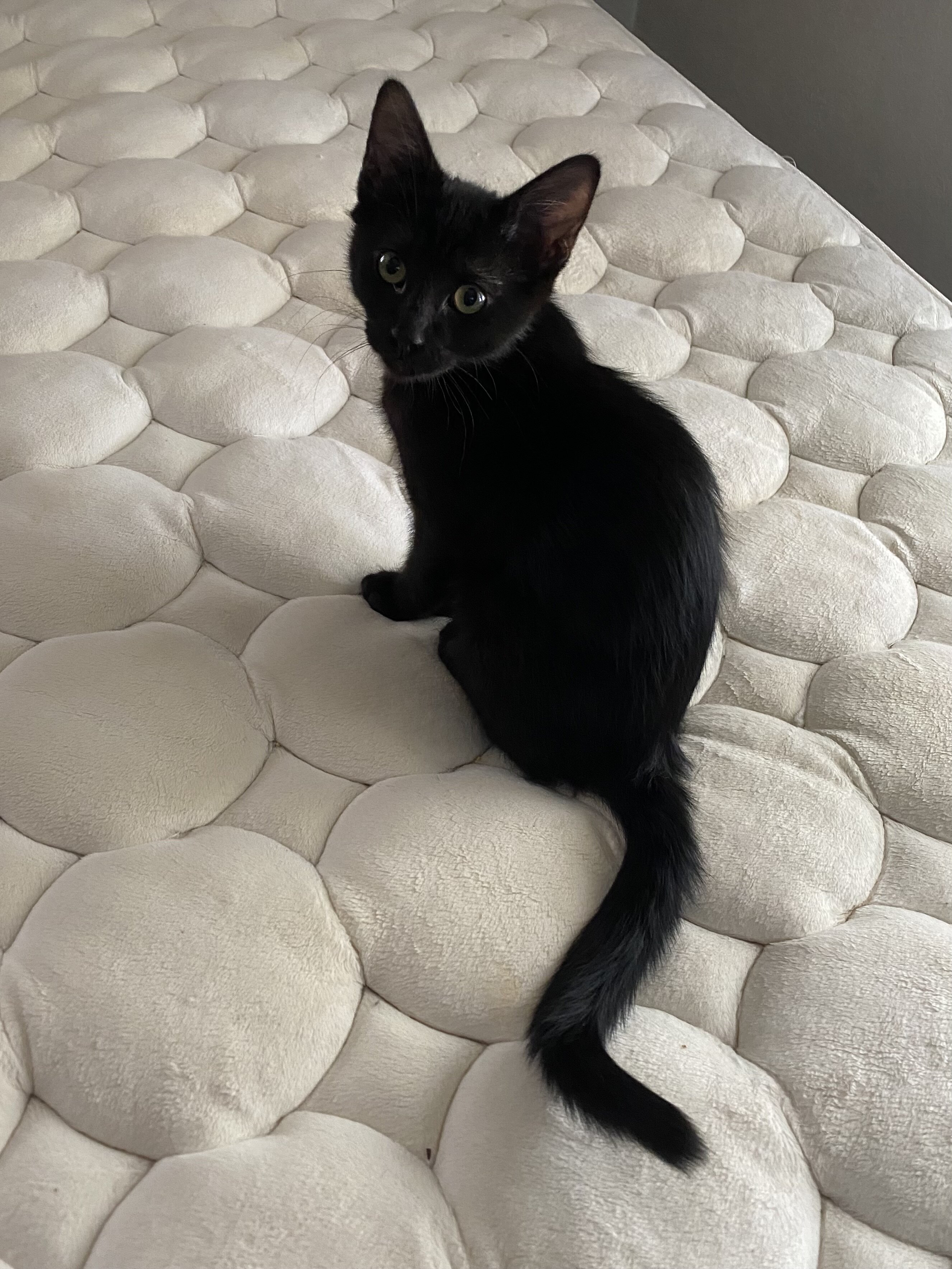 4 Kittens Need Home image 5