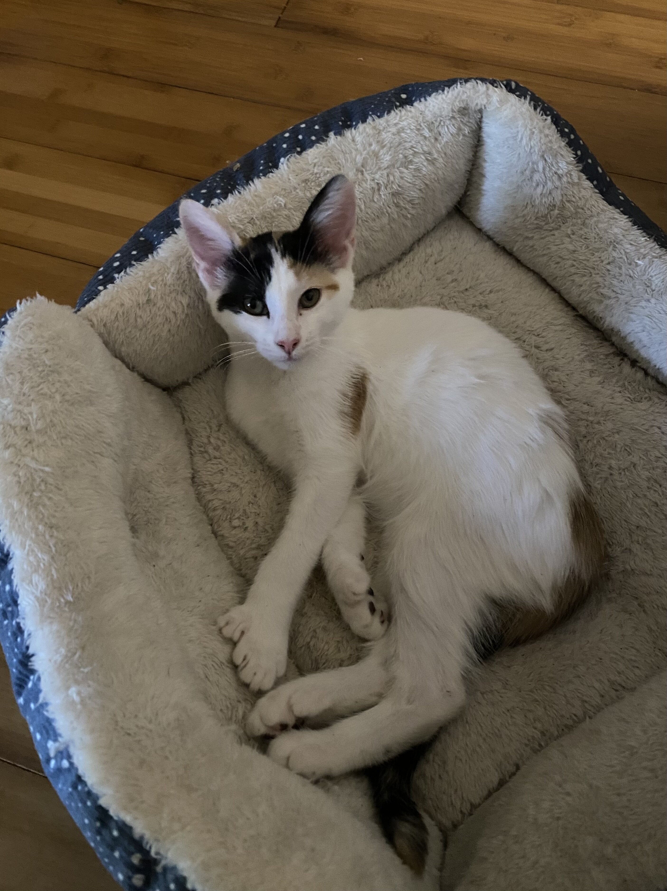 4 Kittens Need Home image 1