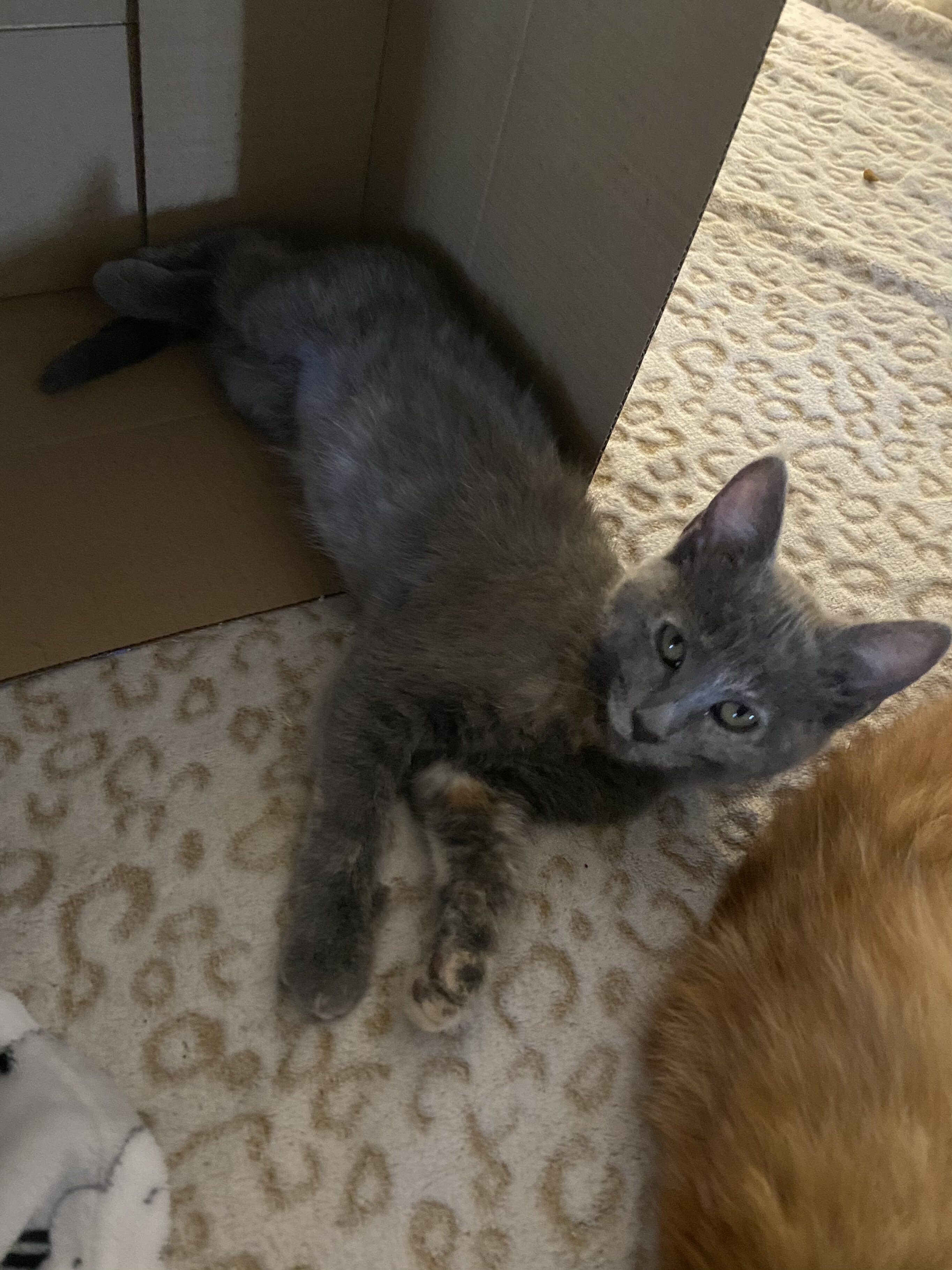 4 Kittens Need Home image 4