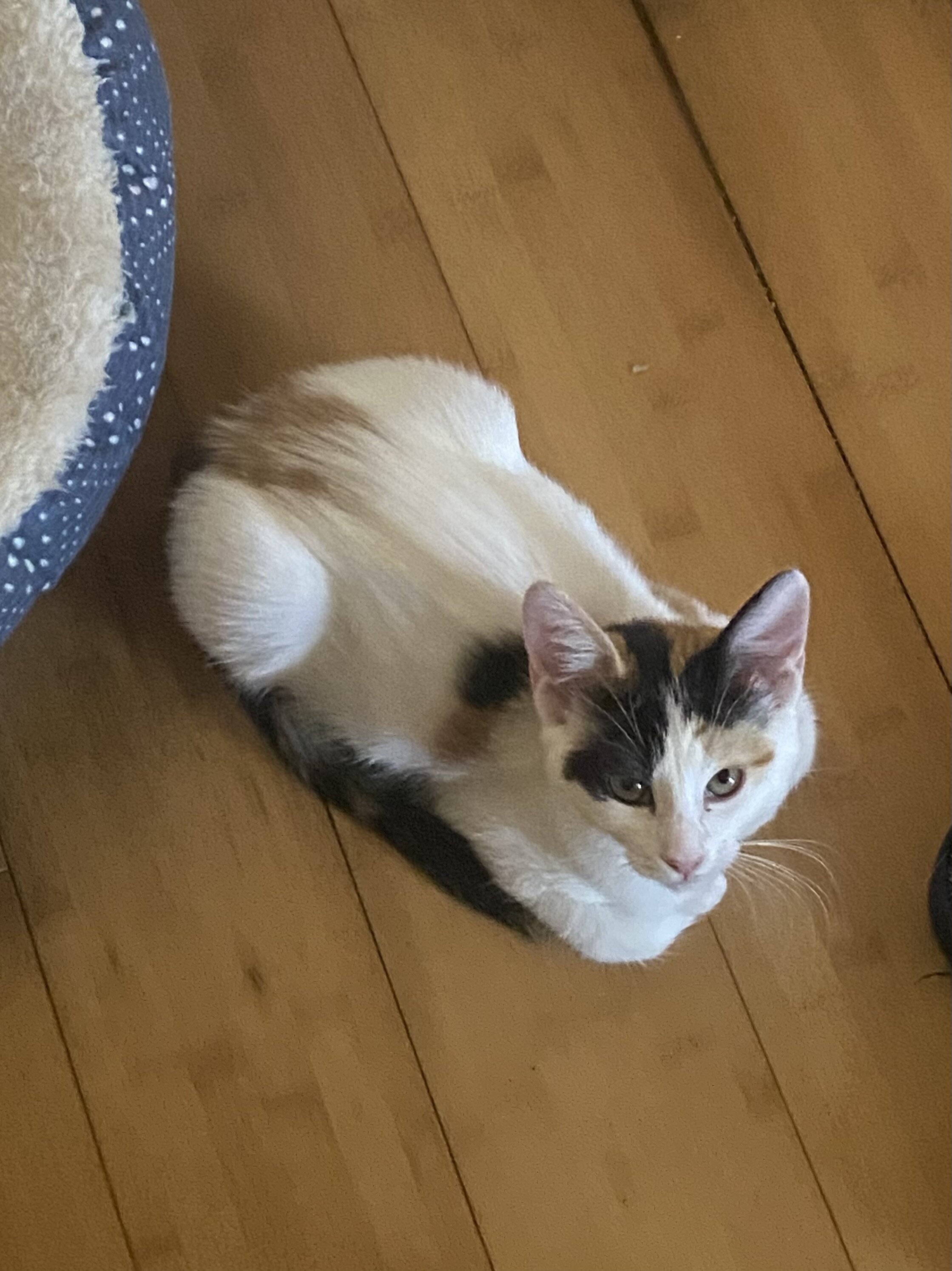 4 Kittens Need Home image 3