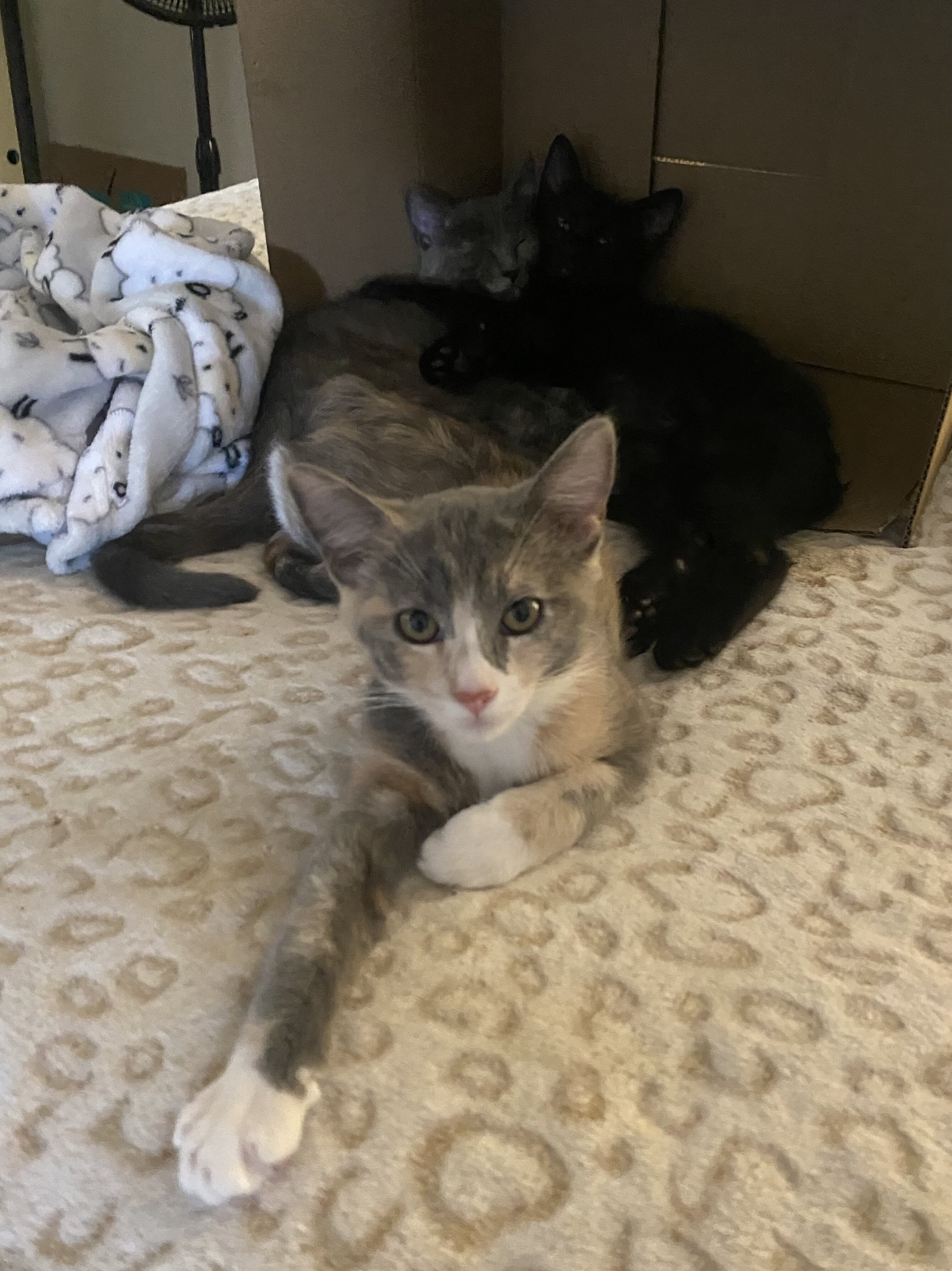 4 Kittens Need Home image 6