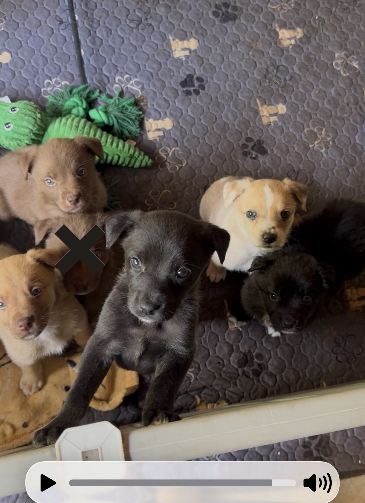 Australian Shepherd x Australian Kelpie image 2