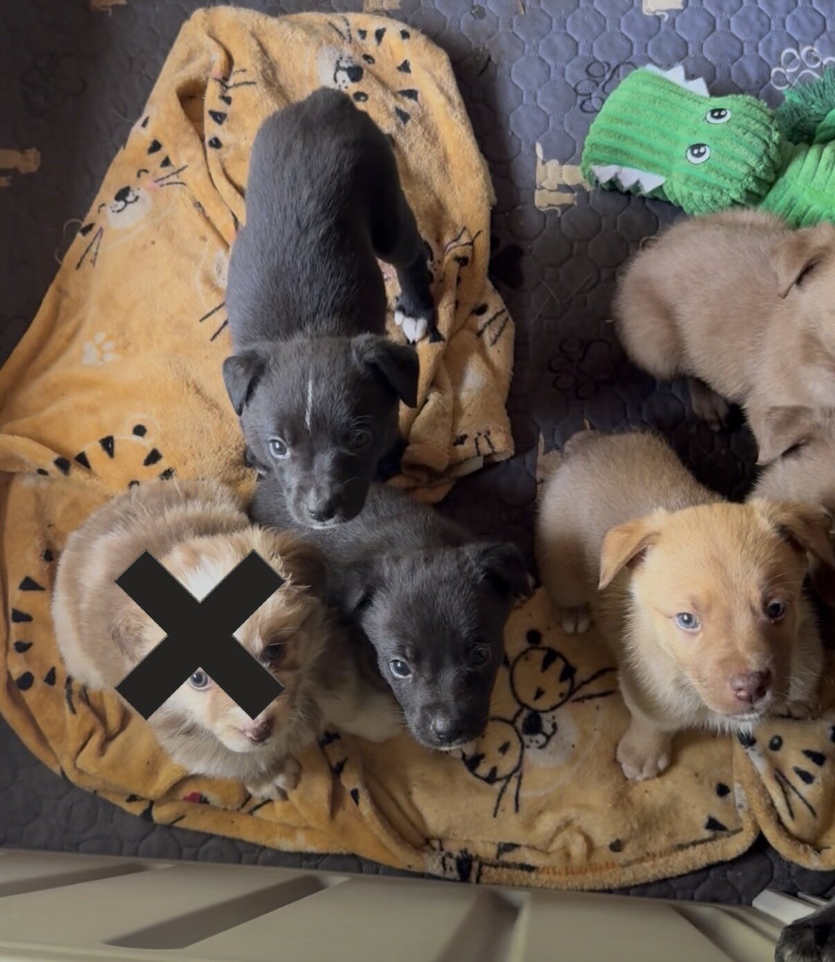 Australian Shepherd x Australian Kelpie image 1