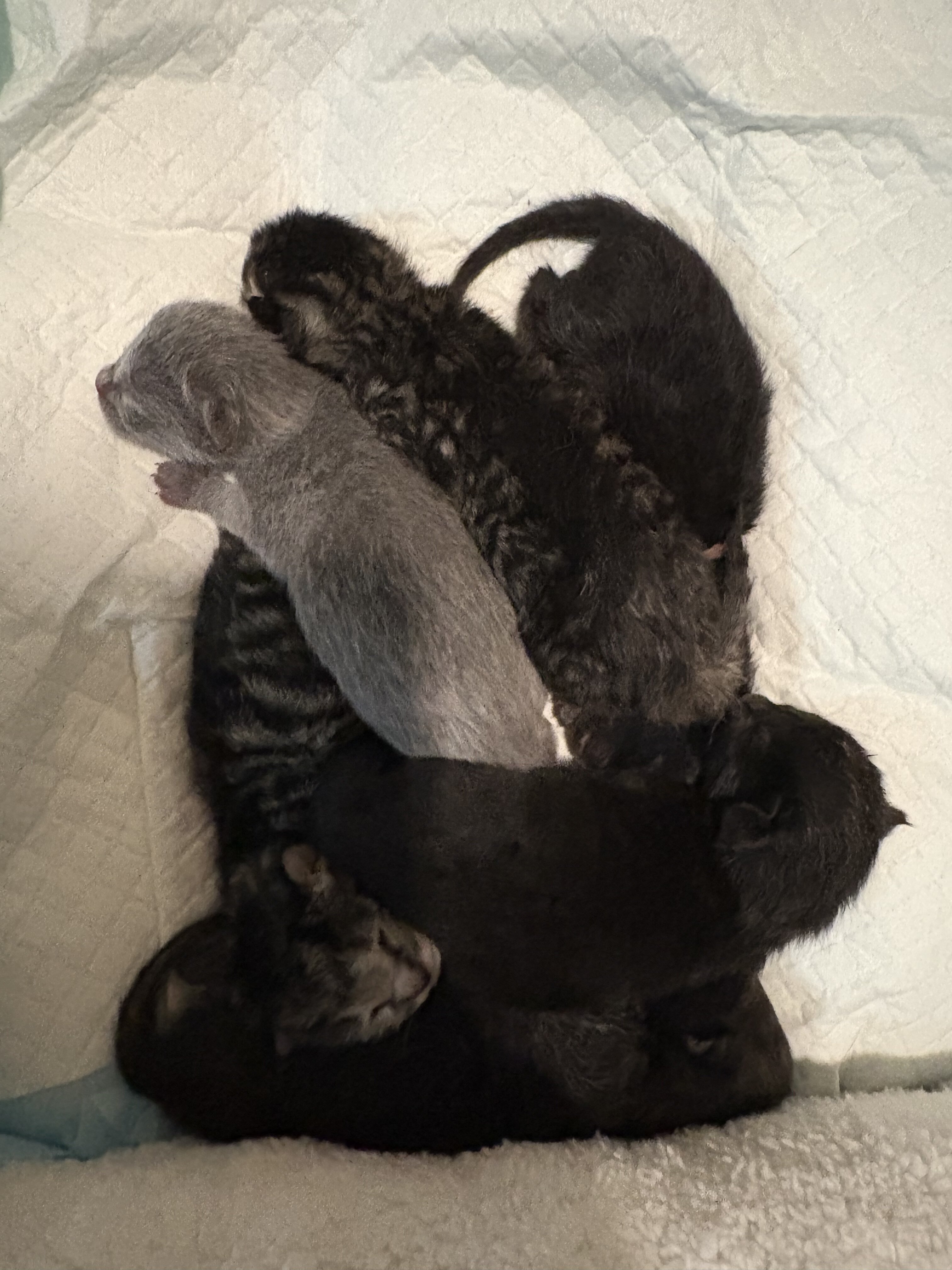 FREE KITTENS 6 Weeks old image 1