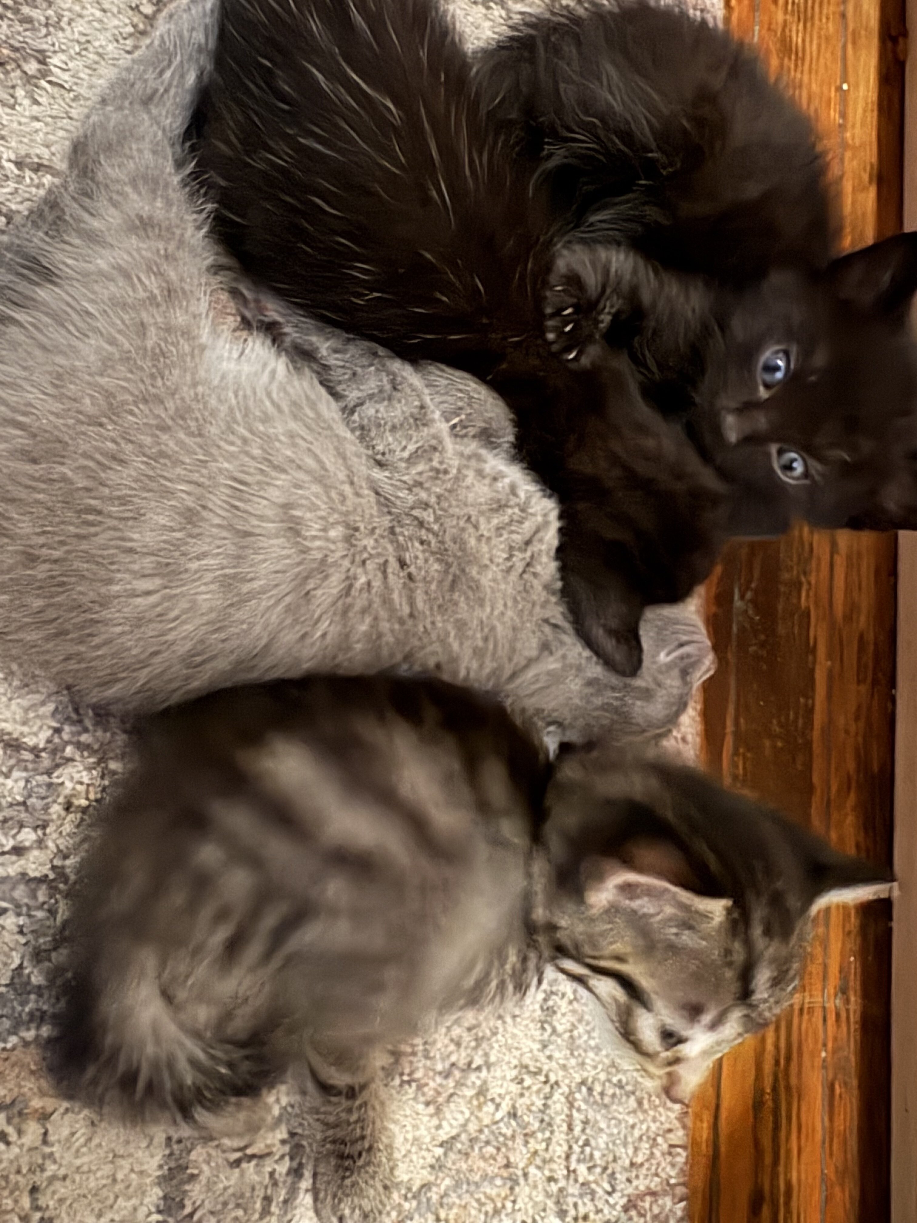 FREE KITTENS 6 Weeks old image 2