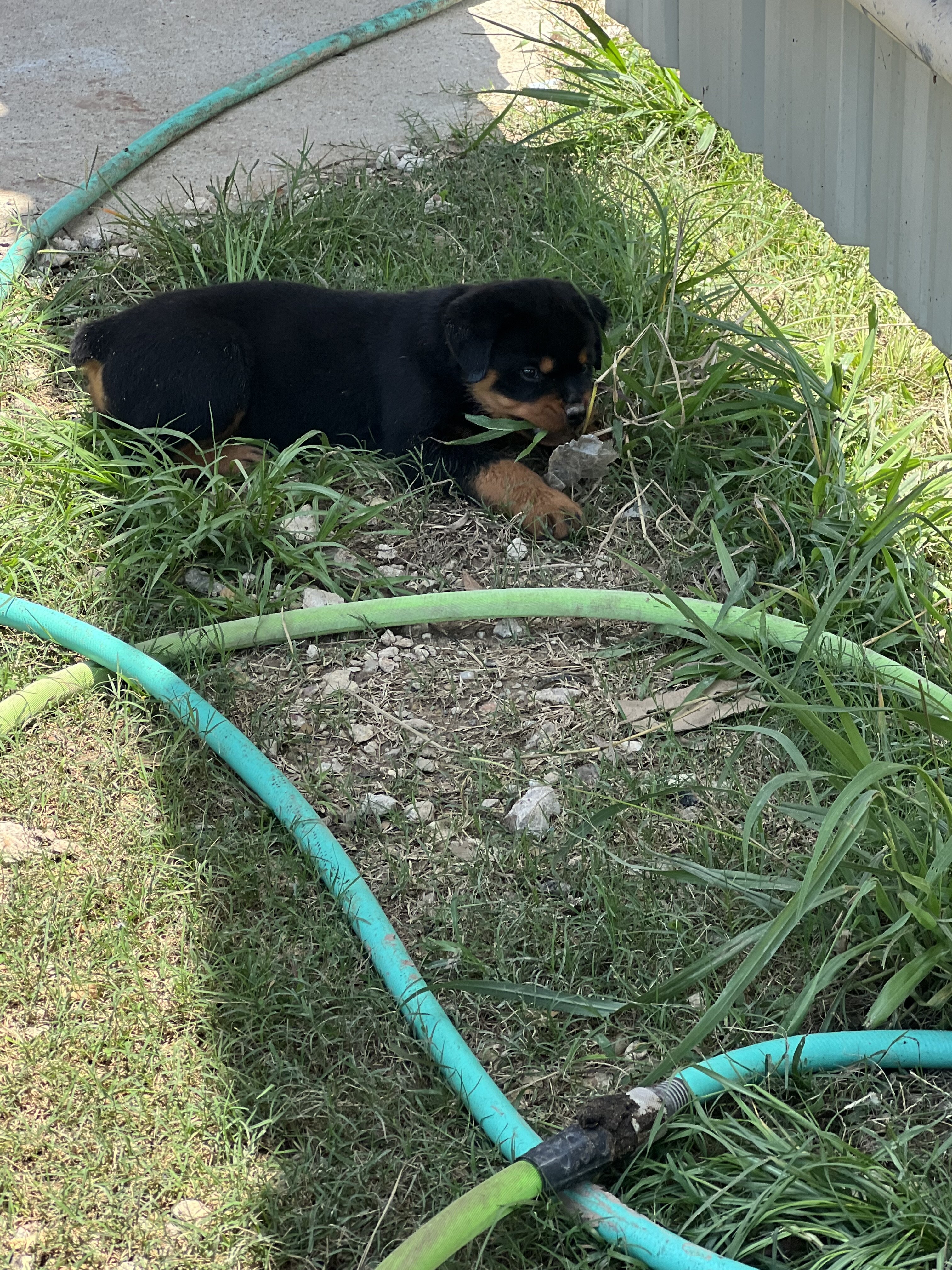 Rottweiler Puppies image 2
