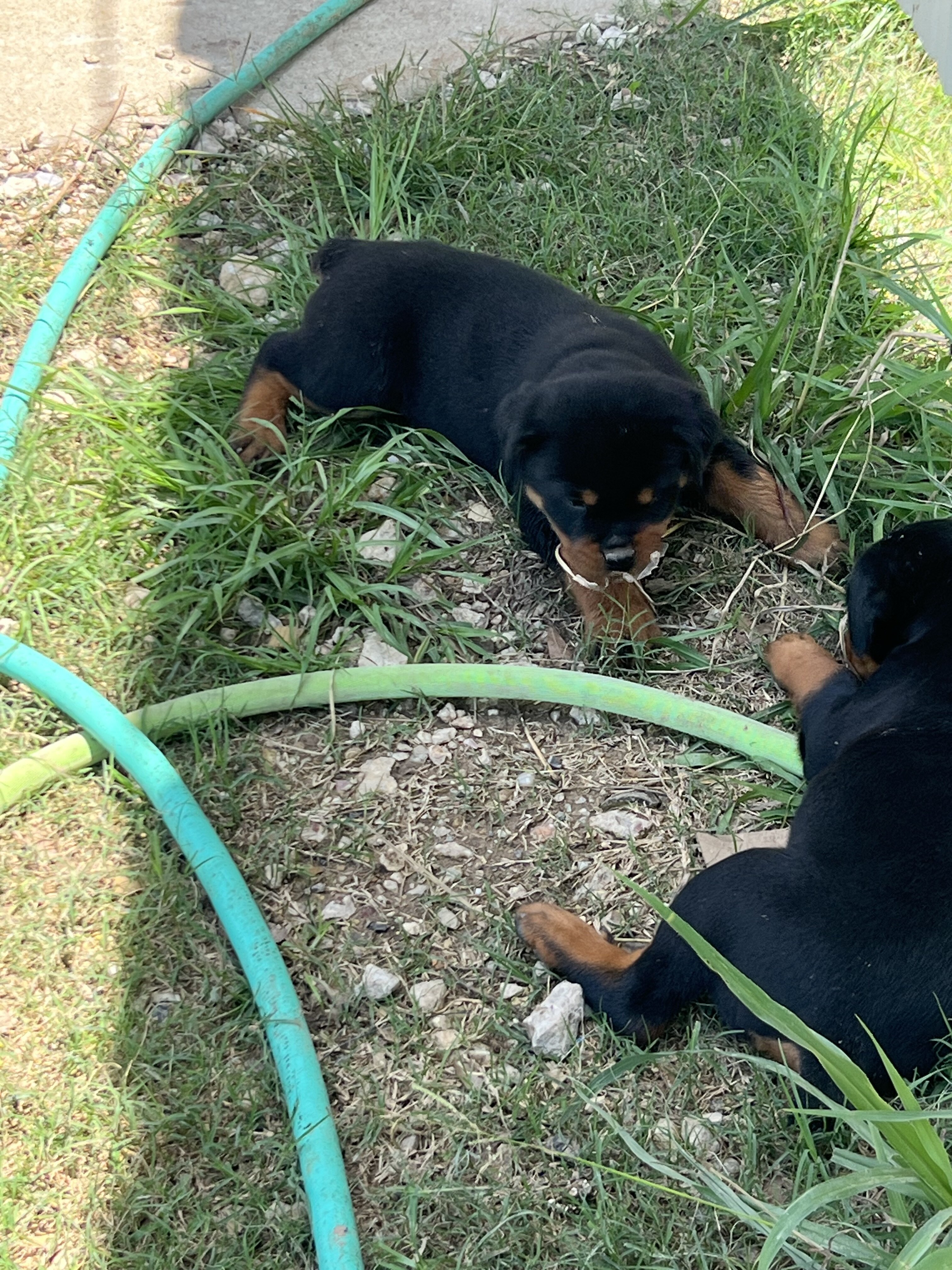 Rottweiler Puppies image 1
