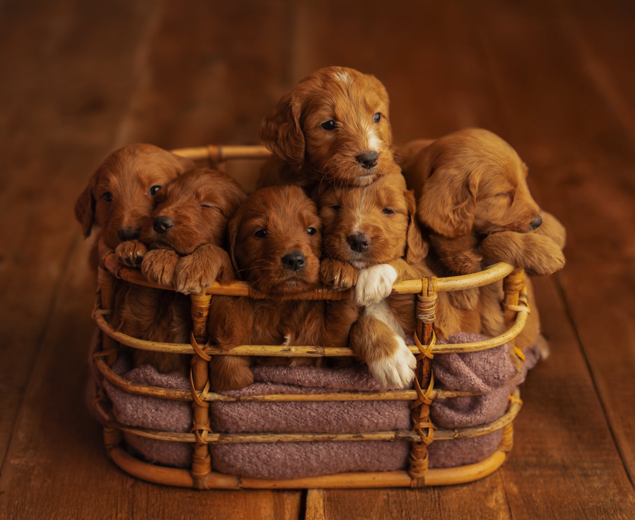 Red Standard Goldendoodle F1 puppies image 7