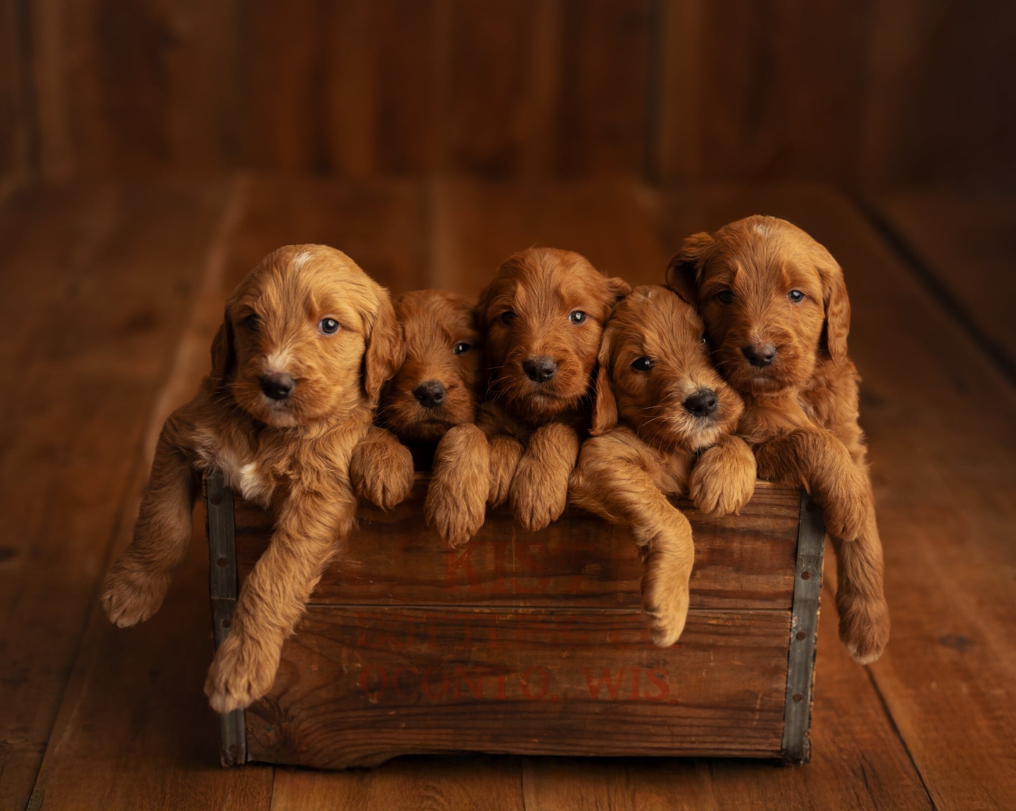 Red Standard Goldendoodle F1 puppies image 8