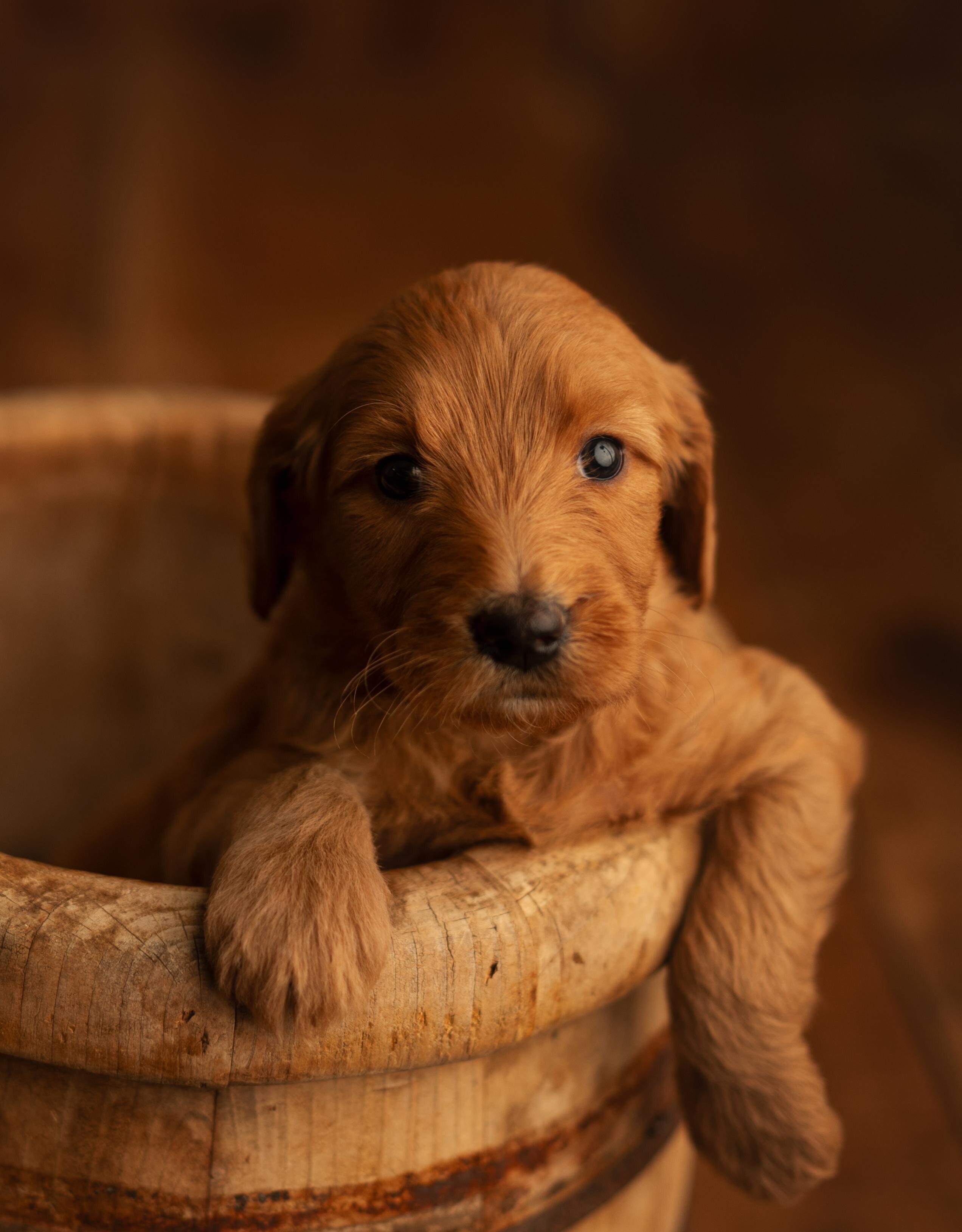 Red Standard Goldendoodle F1 puppies image 2
