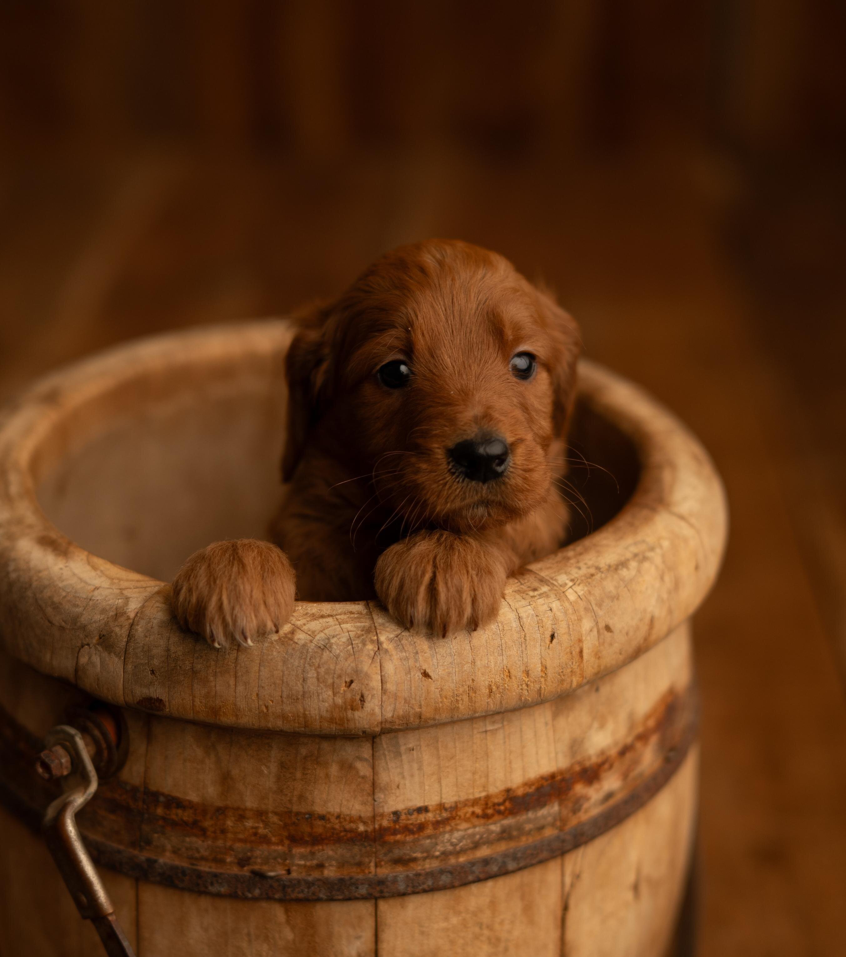 Red Standard Goldendoodle F1 puppies image 1