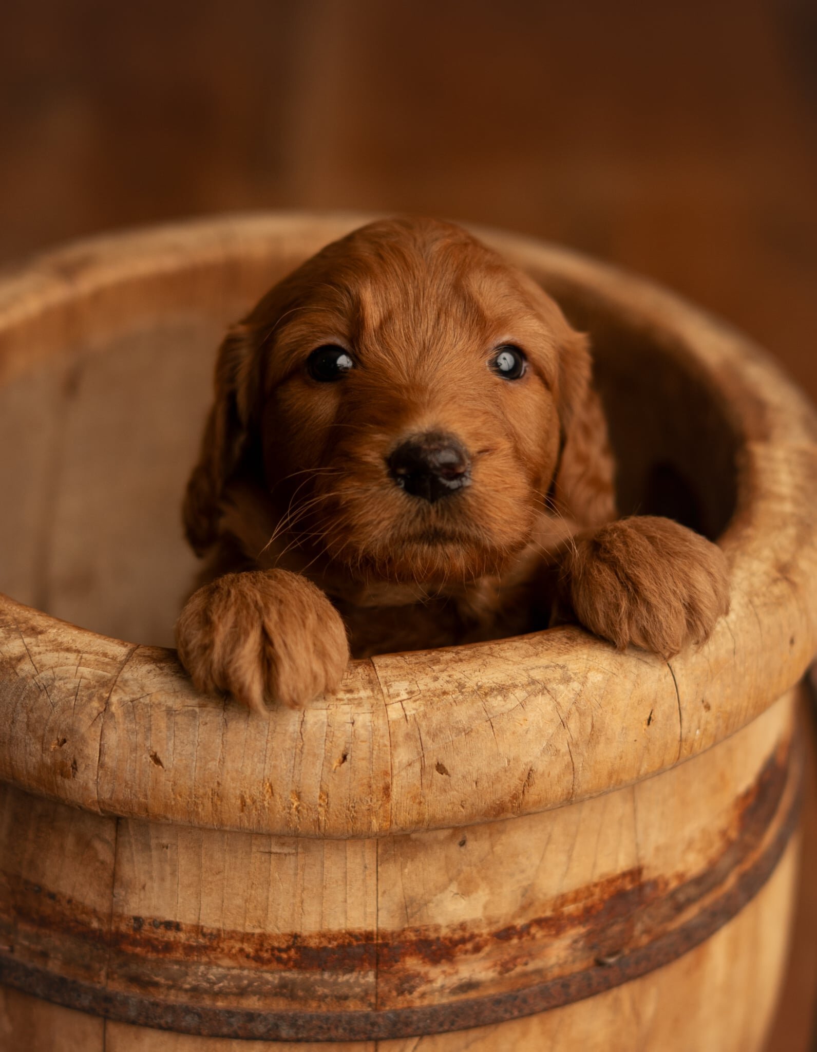 Red Standard Goldendoodle F1 puppies image 10