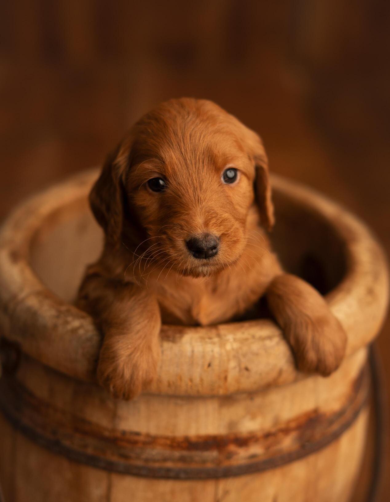 Red Standard Goldendoodle F1 puppies image 3
