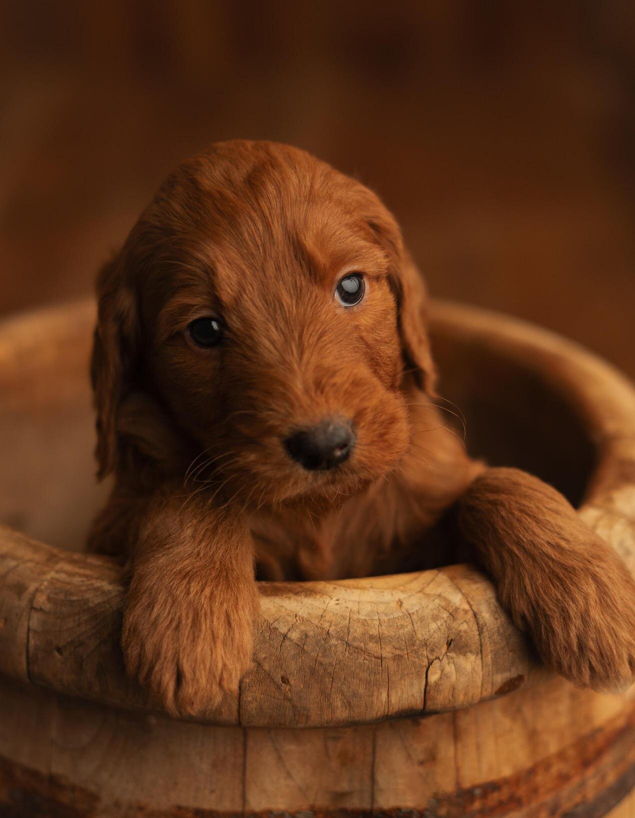 Red Standard Goldendoodle F1 puppies image 4