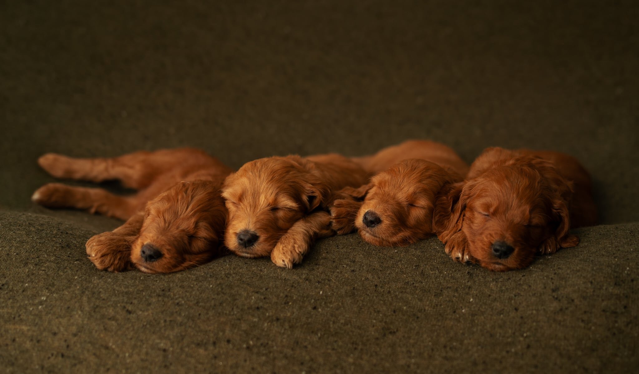 Red Standard Goldendoodle F1 puppies image 5