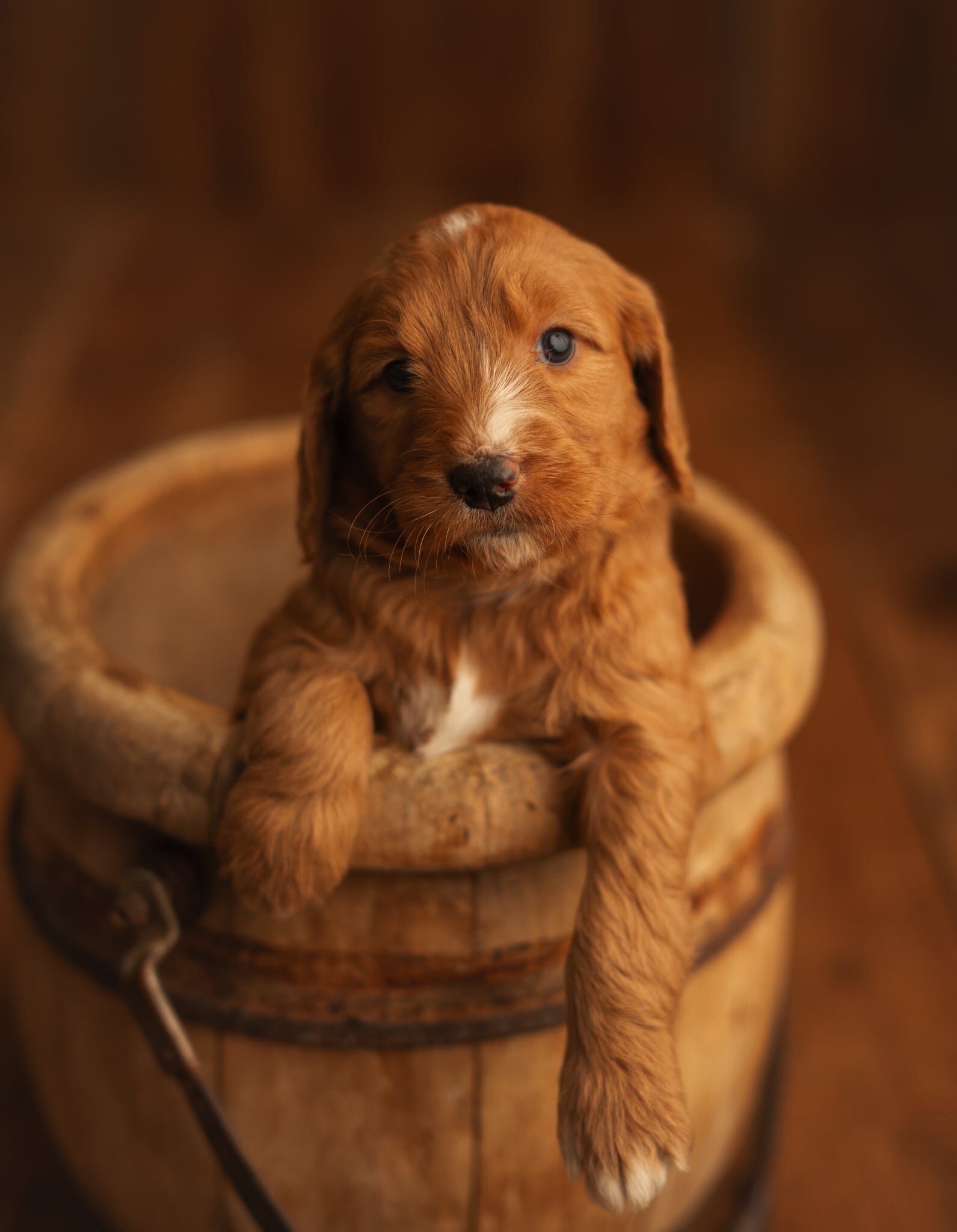 Red Standard Goldendoodle F1 puppies image 6