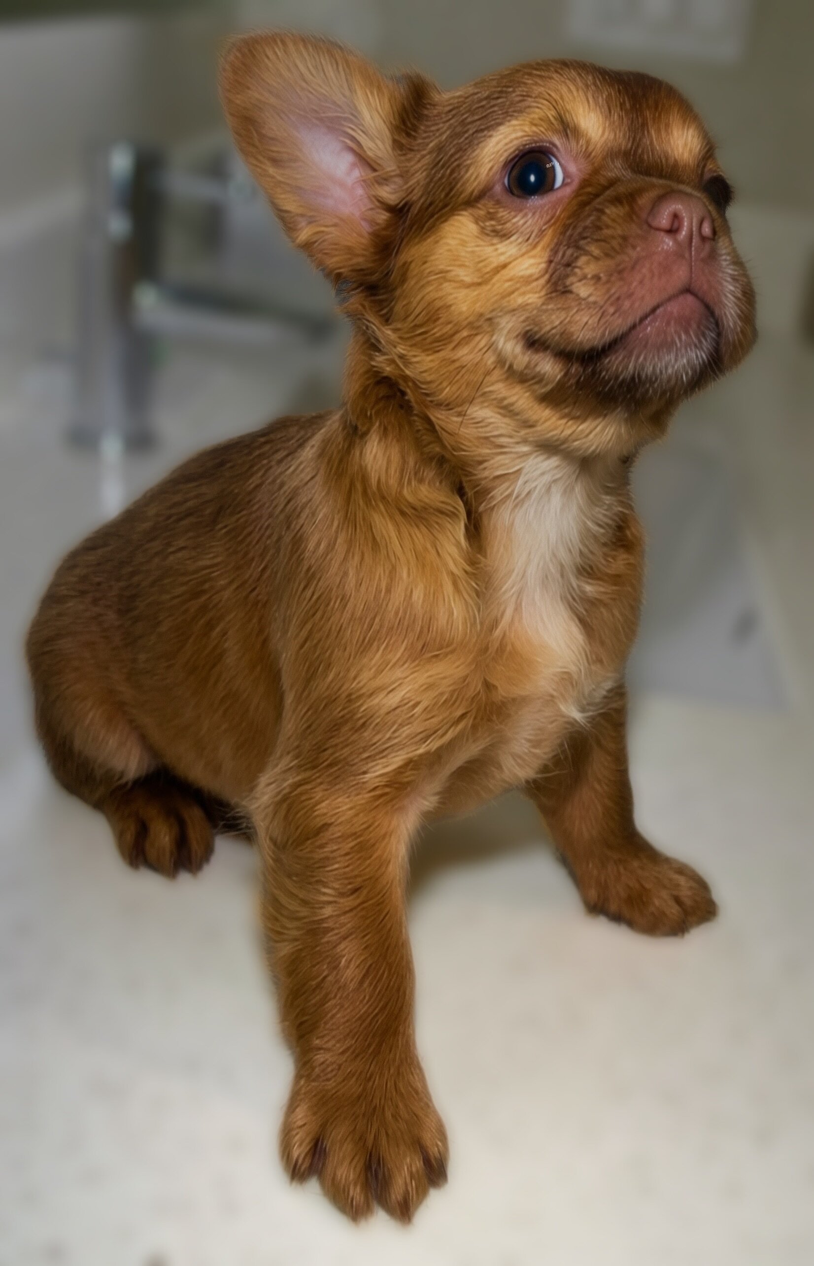 French Bull Dog Puppies/Fluffy image 1