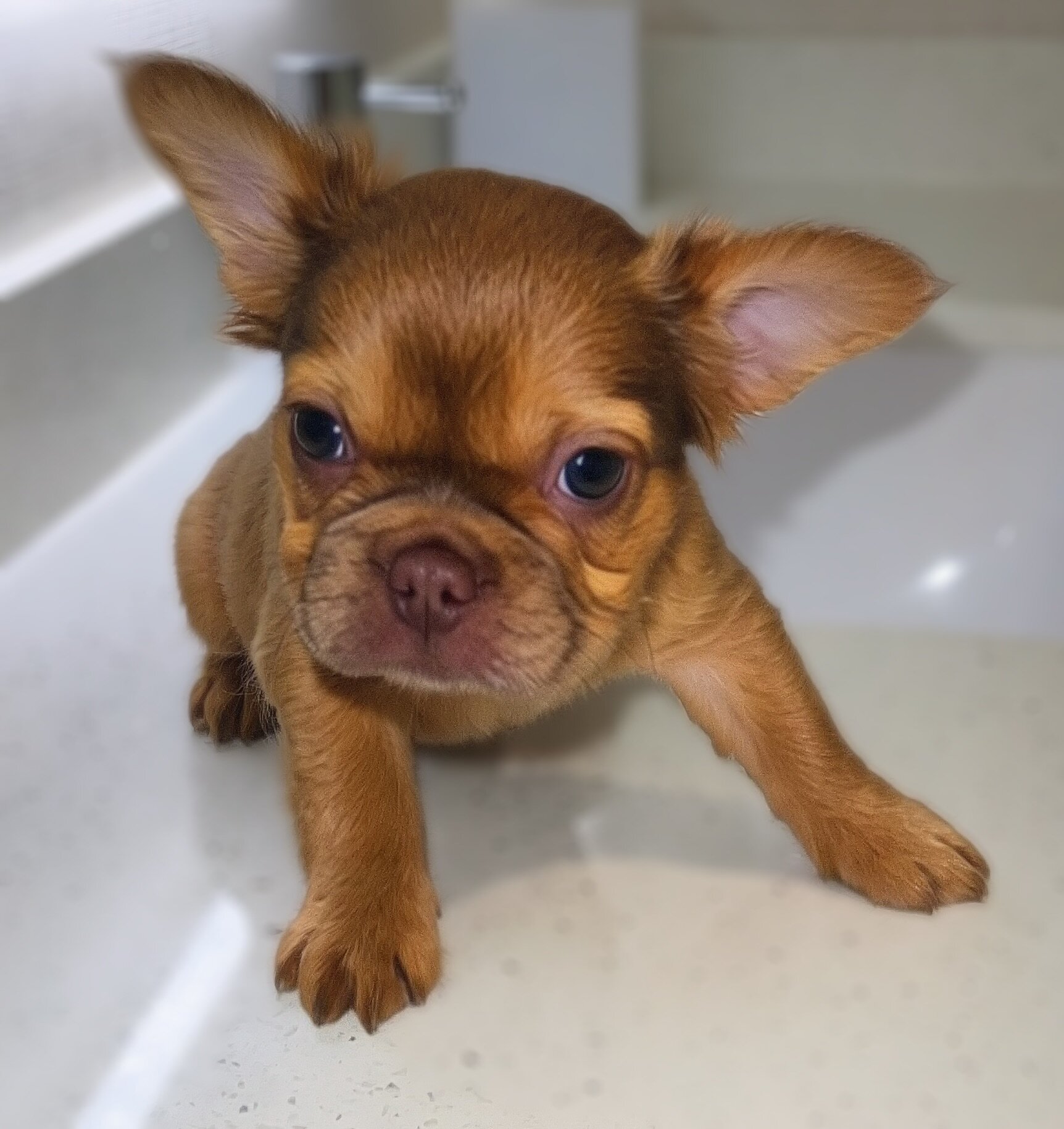 French Bull Dog Puppies/Fluffy image 6