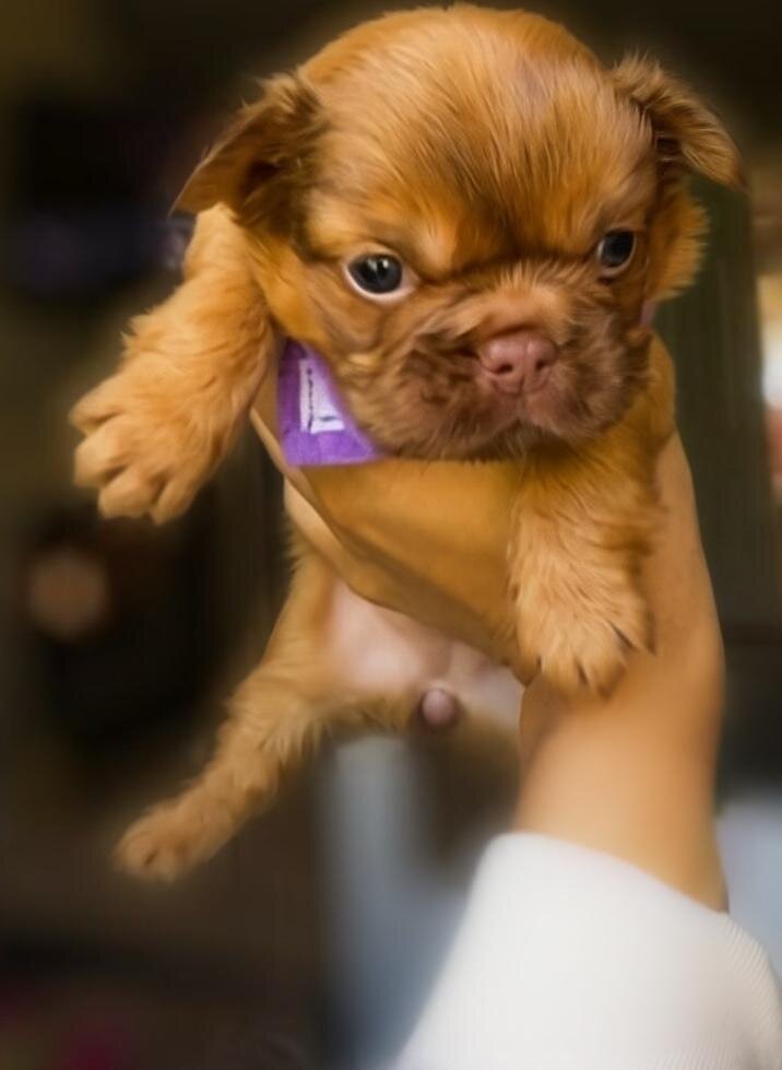 French Bull Dog Puppies/Fluffy image 5