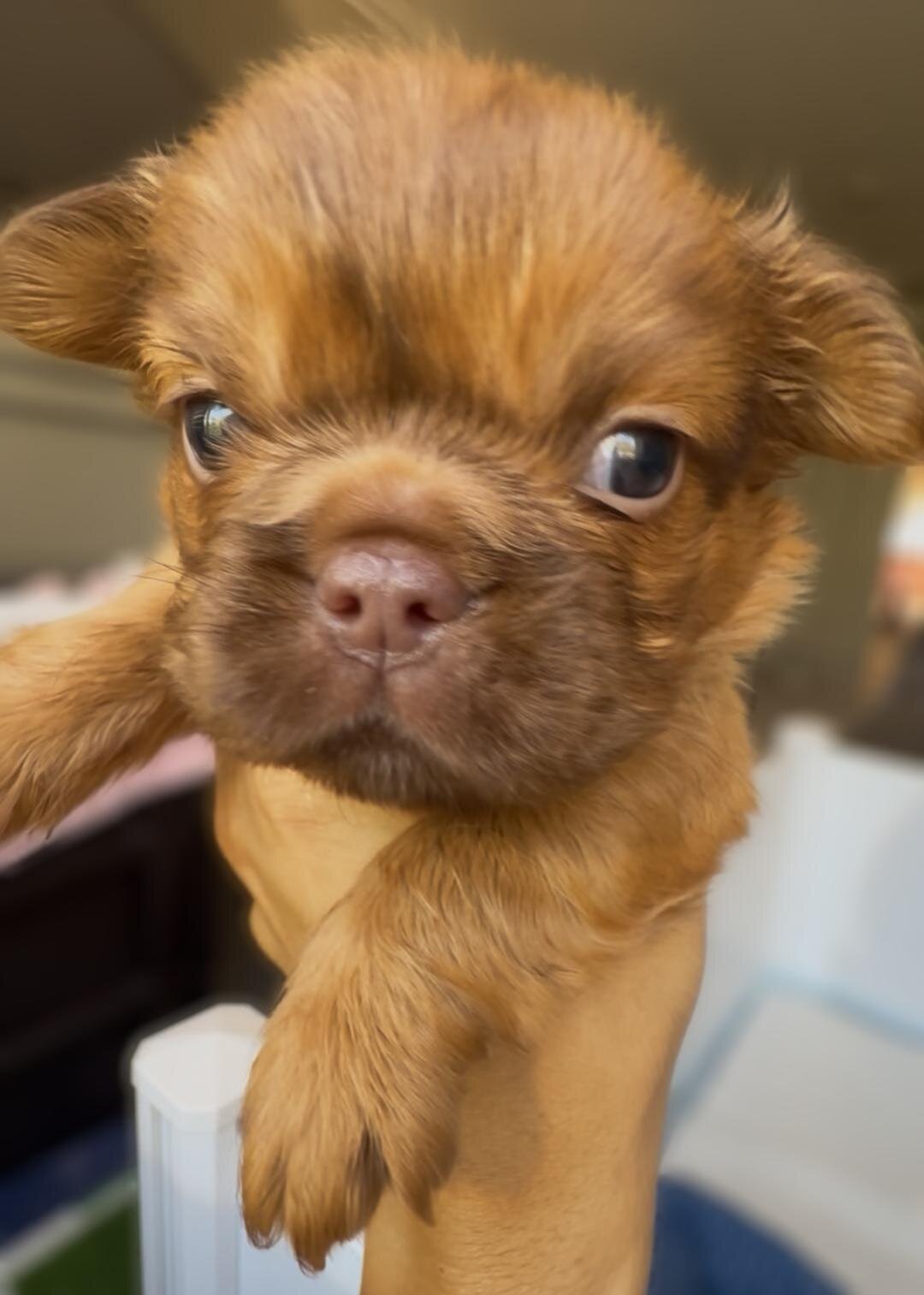 French Bull Dog Puppies/Fluffy image 2