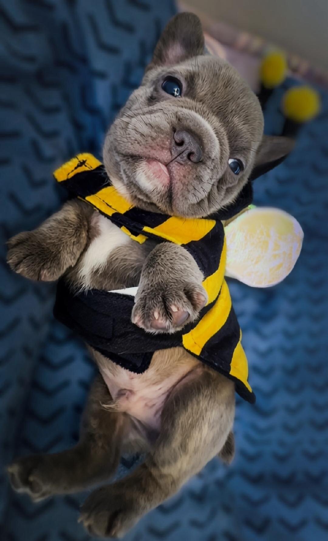 French Bull Dog Puppies/Fluffy image 8