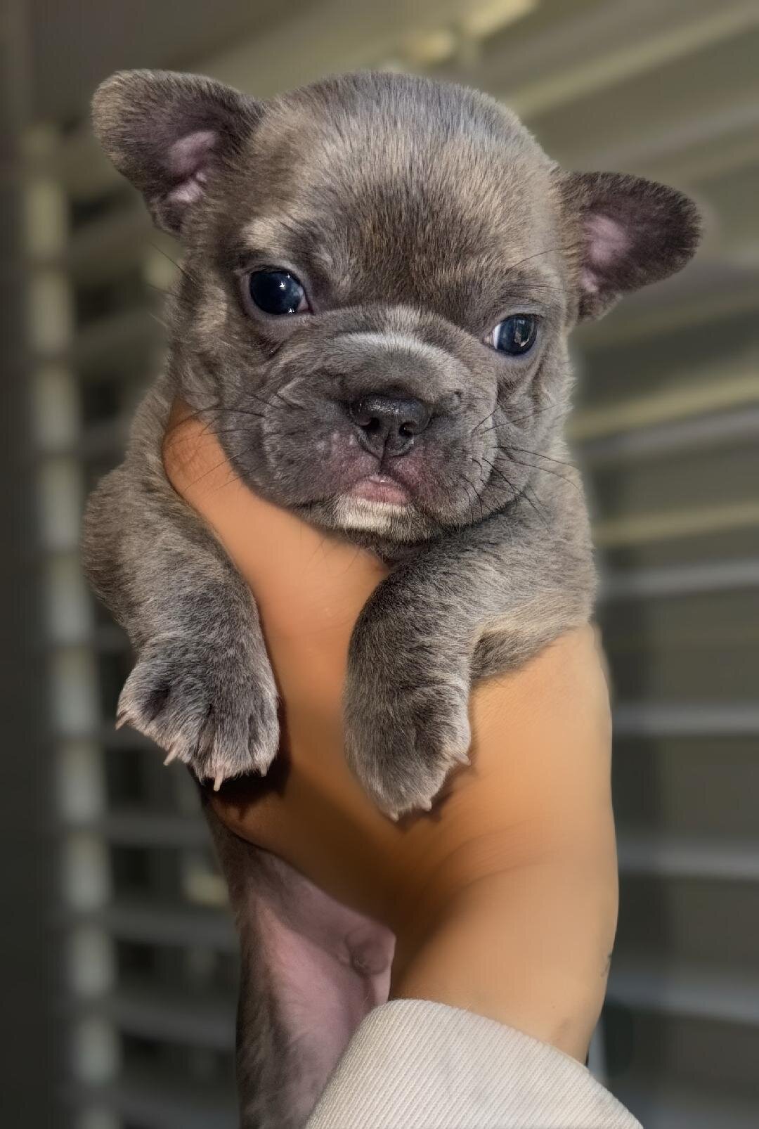 French Bull Dog Puppies/Fluffy image 3